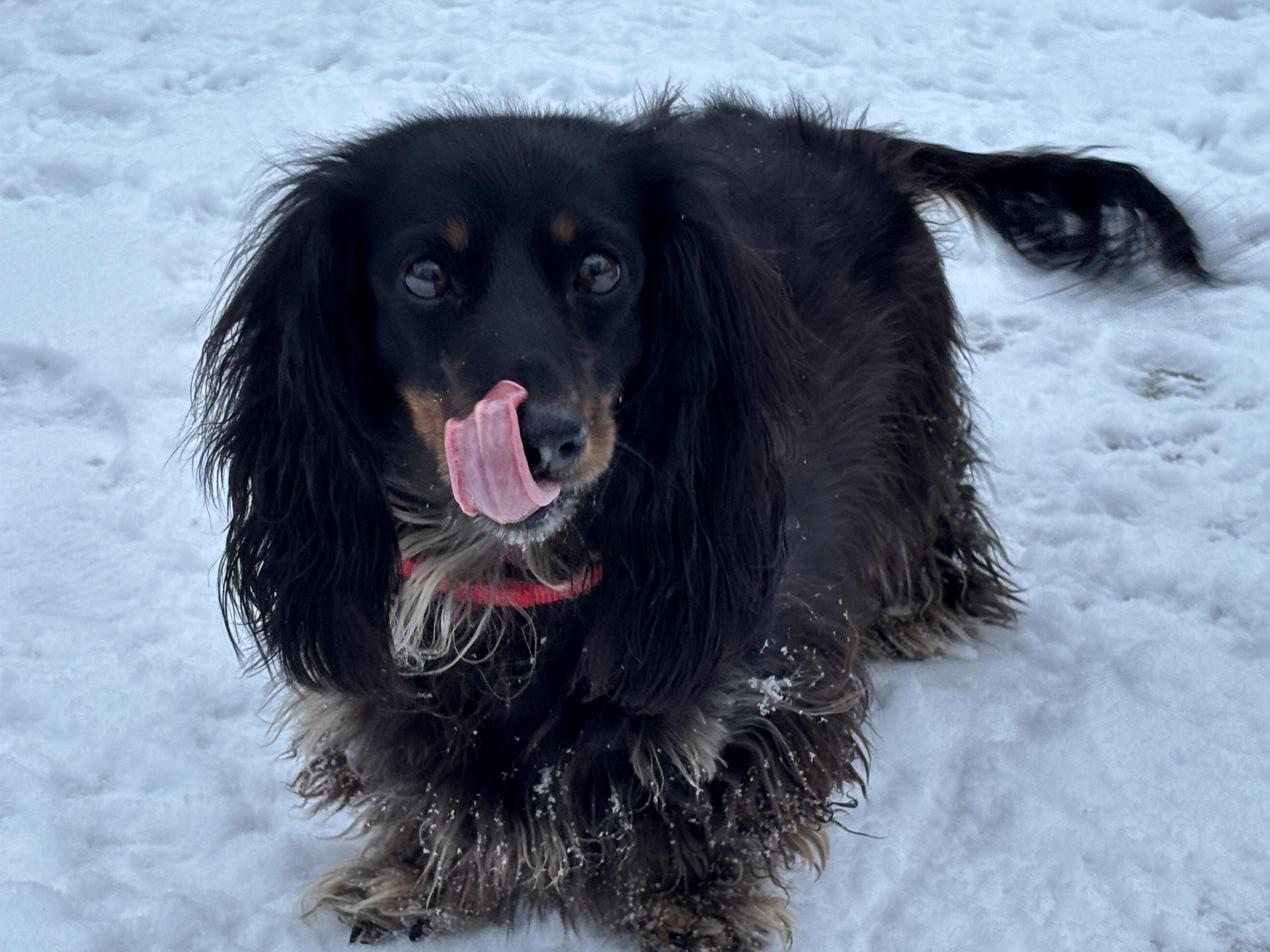 Enlarge Jethro & Elly May, a ADOPTABLE Dachshund (Long Haired) in St. Paul, MN image 4/6