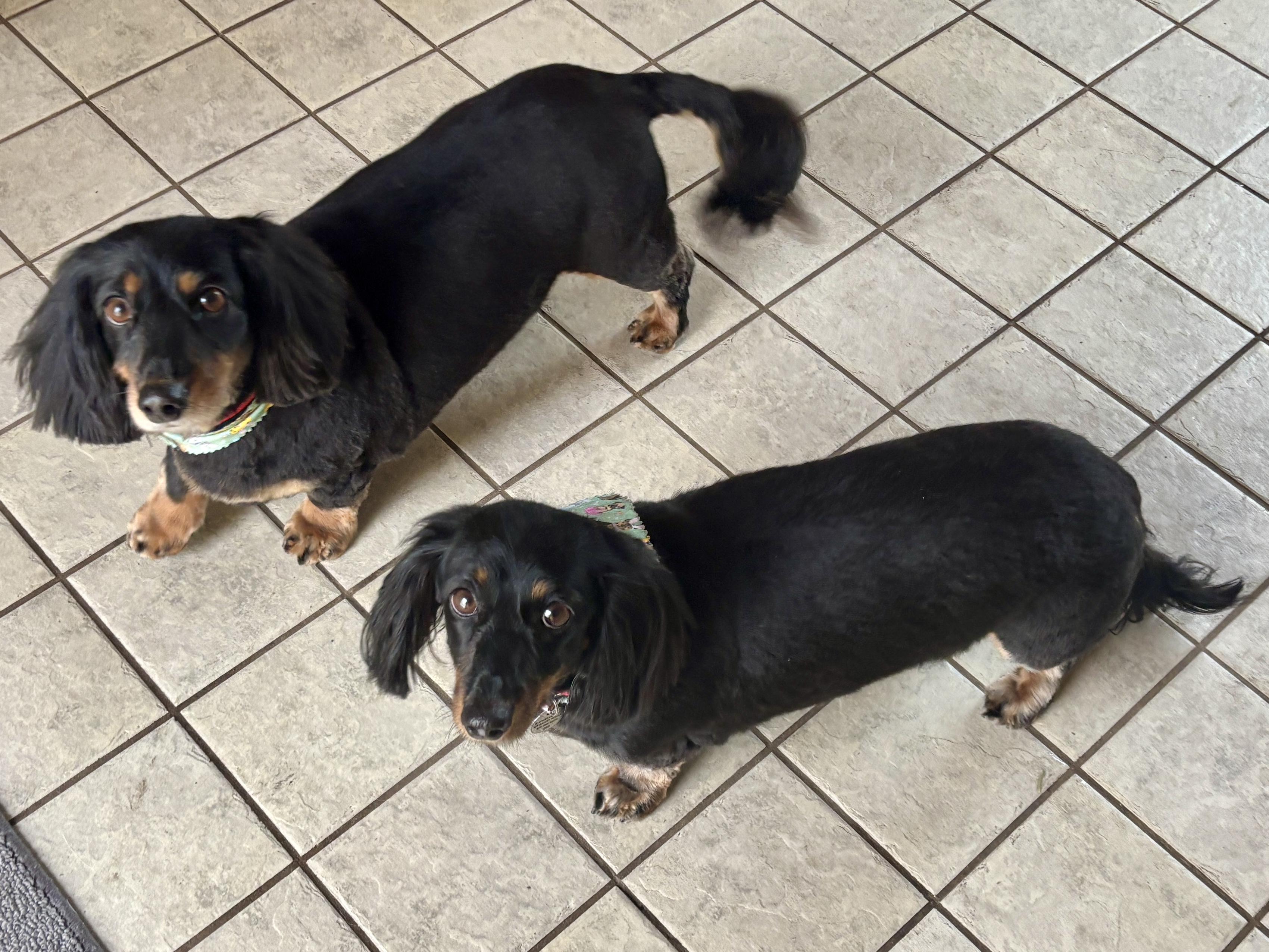 Enlarge Jethro & Elly May, a ADOPTABLE Dachshund (Long Haired) in St. Paul, MN image 2/6