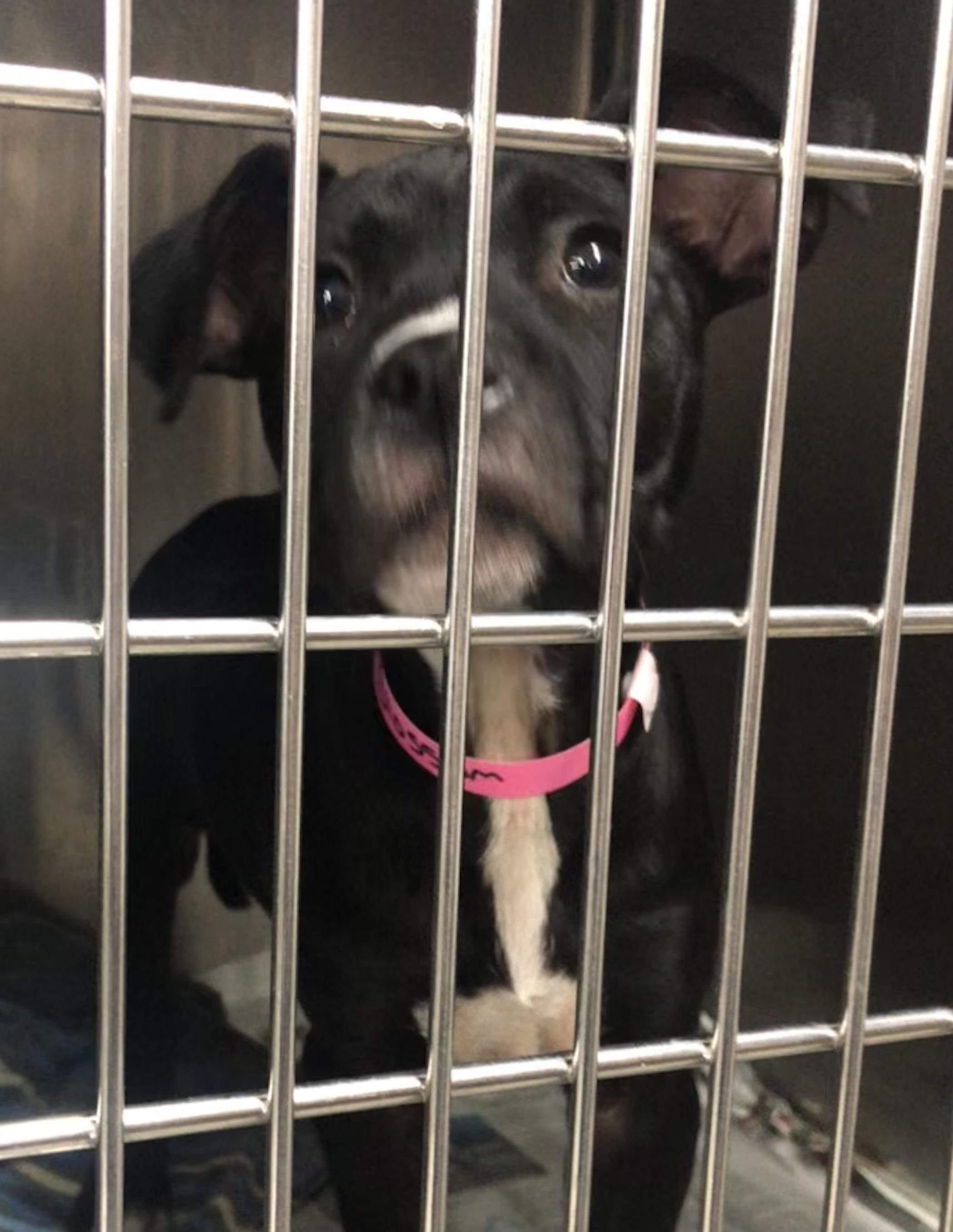 Blossom, ADOPTABLE, Puppy Female Labrador Retriever.