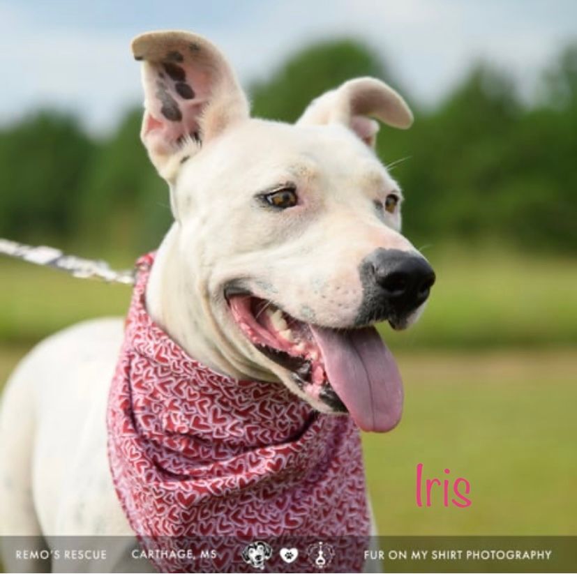 Iris, Adoptable, Adult Female American Staffordshire Terrier.