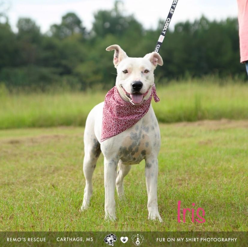 Iris, a Adoptable American Staffordshire Terrier in Carthage, MS image 2/6