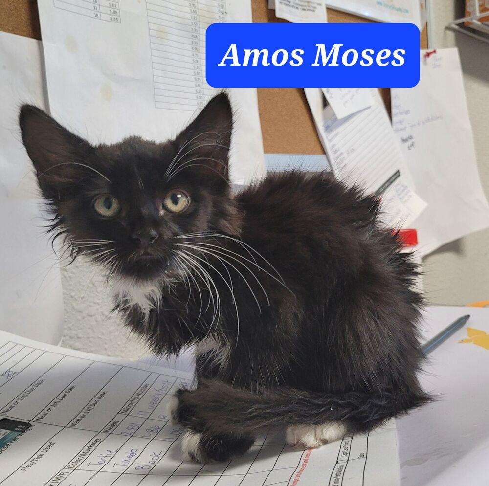 Enlarge Amos Moses, a Adopted mixed breed in Bolivar, MO image 1/1