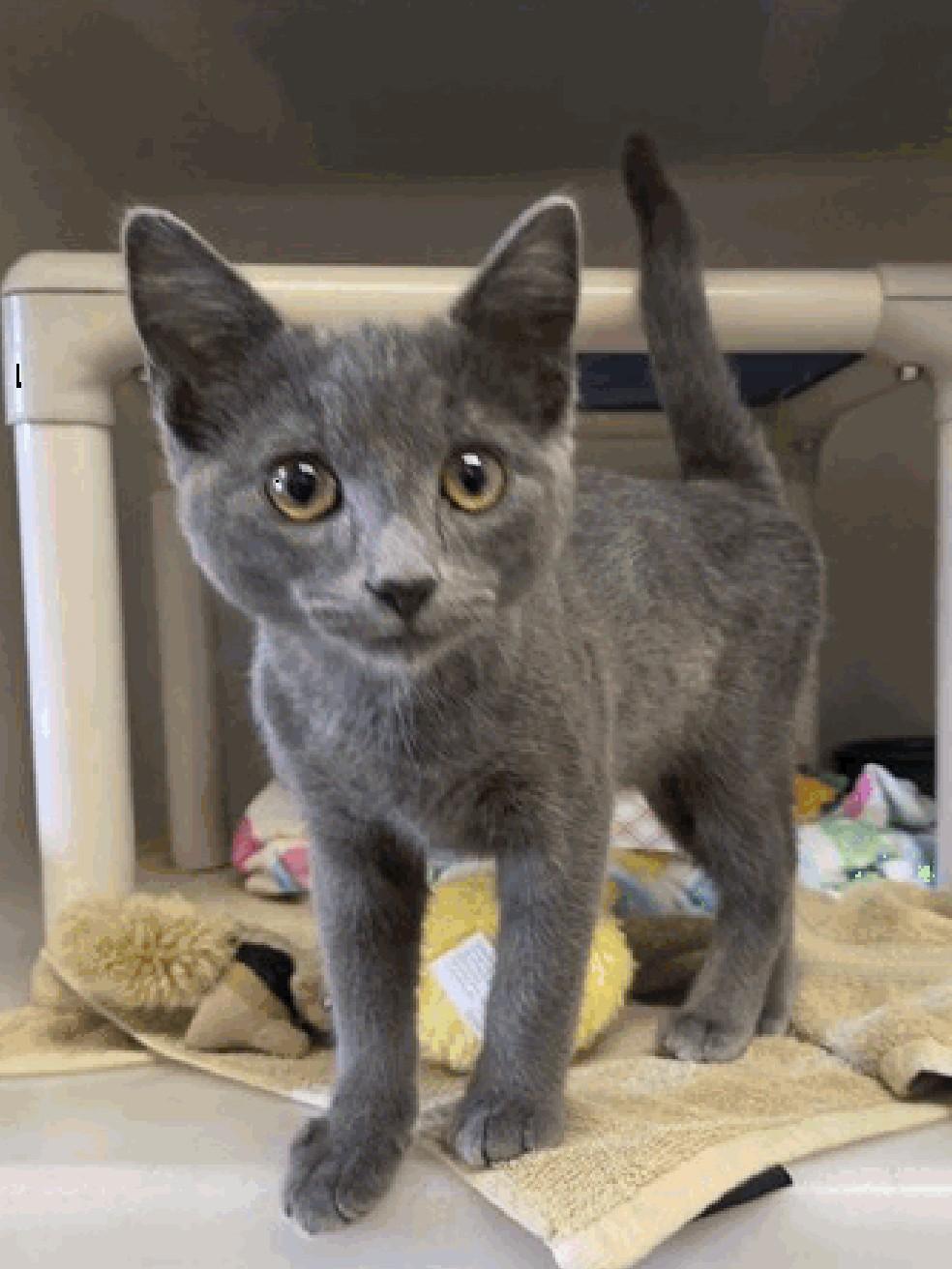 Enlarge Lazuli, a ADOPTABLE mixed breed in Santa Cruz, CA image 1/1