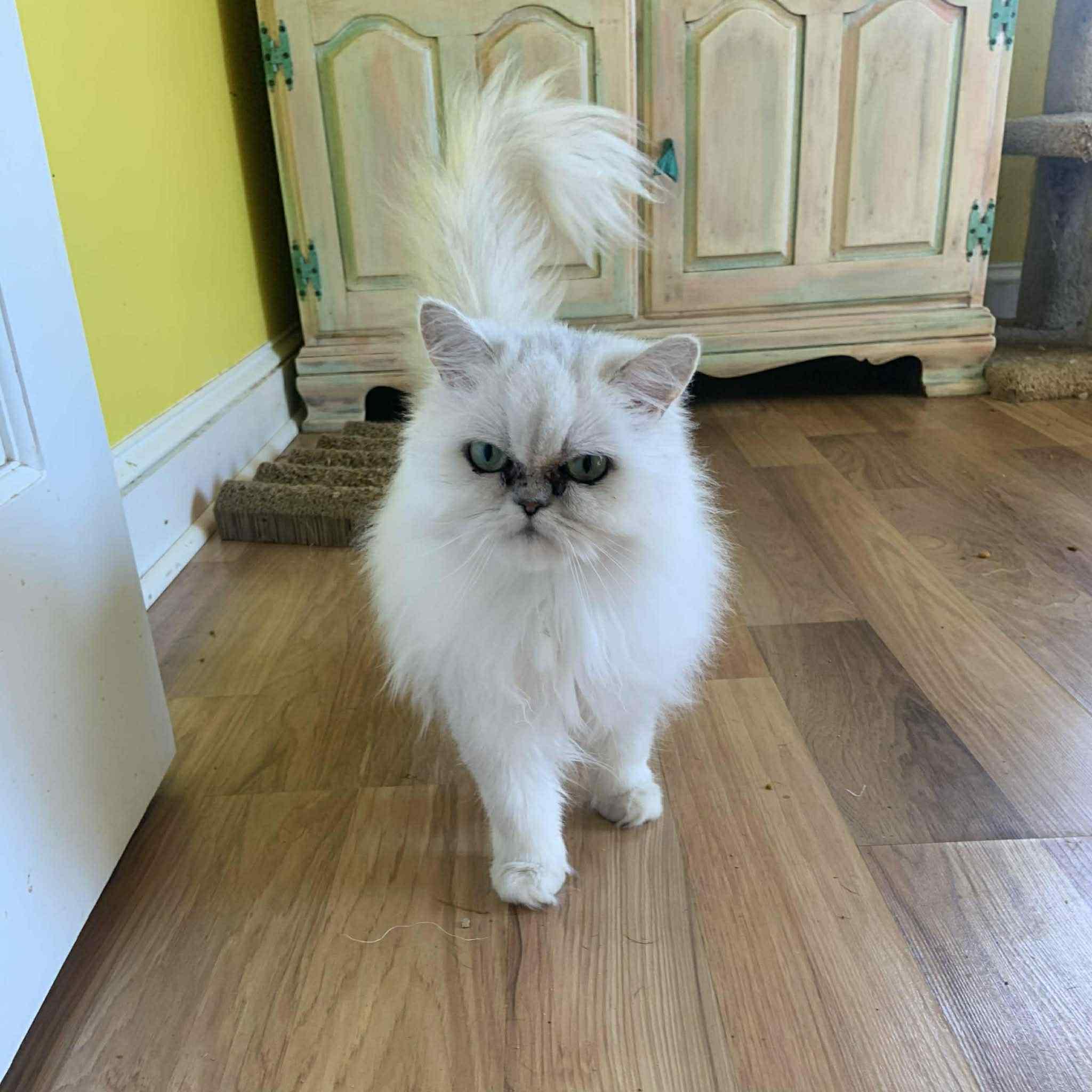 Enlarge Noelle, a ADOPTABLE Persian in Old Bridge, NJ image 1/1