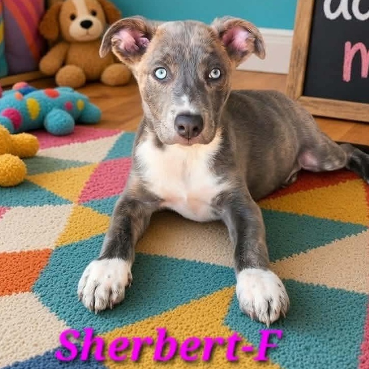 Enlarge Sherbet, a Adoptable mixed breed in Buffalo, NY image 4/6