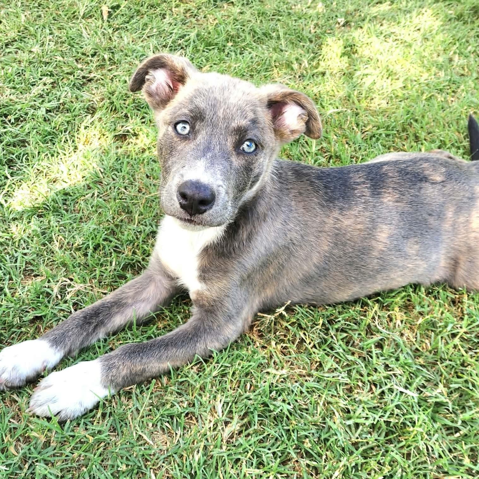 Sherbet, Adoptable, Puppy Female Australian Shepherd & Labrador Retriever.