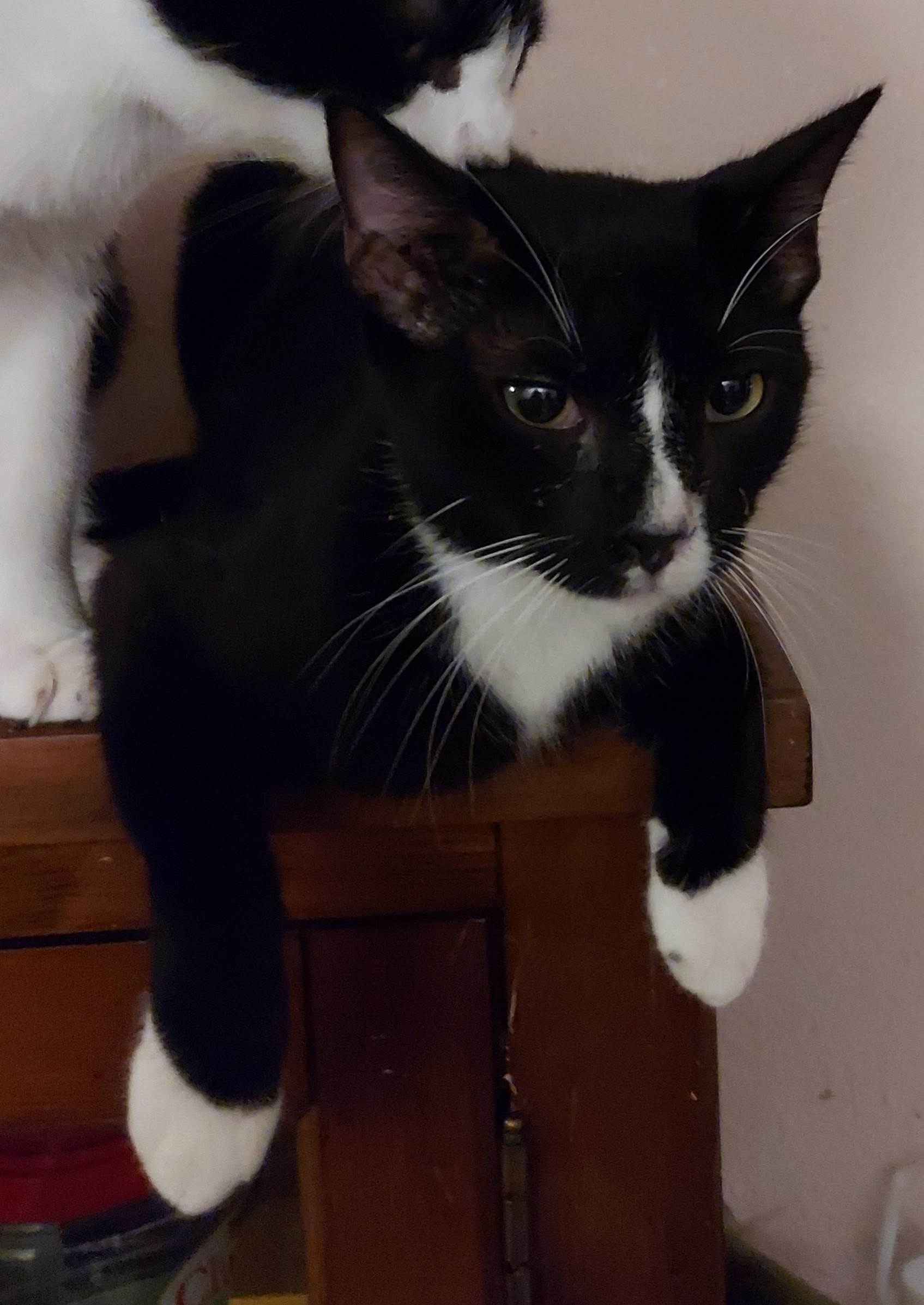 Scotty, Young Male Domestic Short Hair