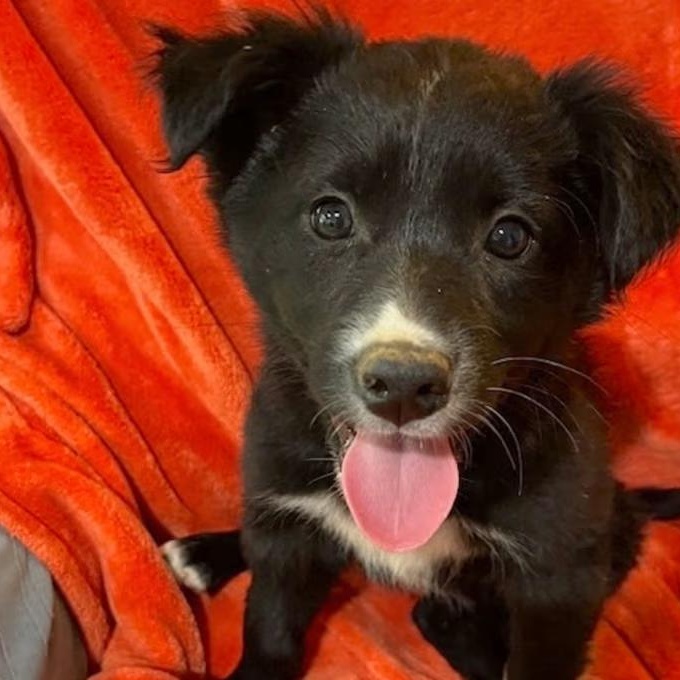 Ella Langley (IN TRIAL ADOPTION), ADOPTABLE, Young Male Mixed Breed.