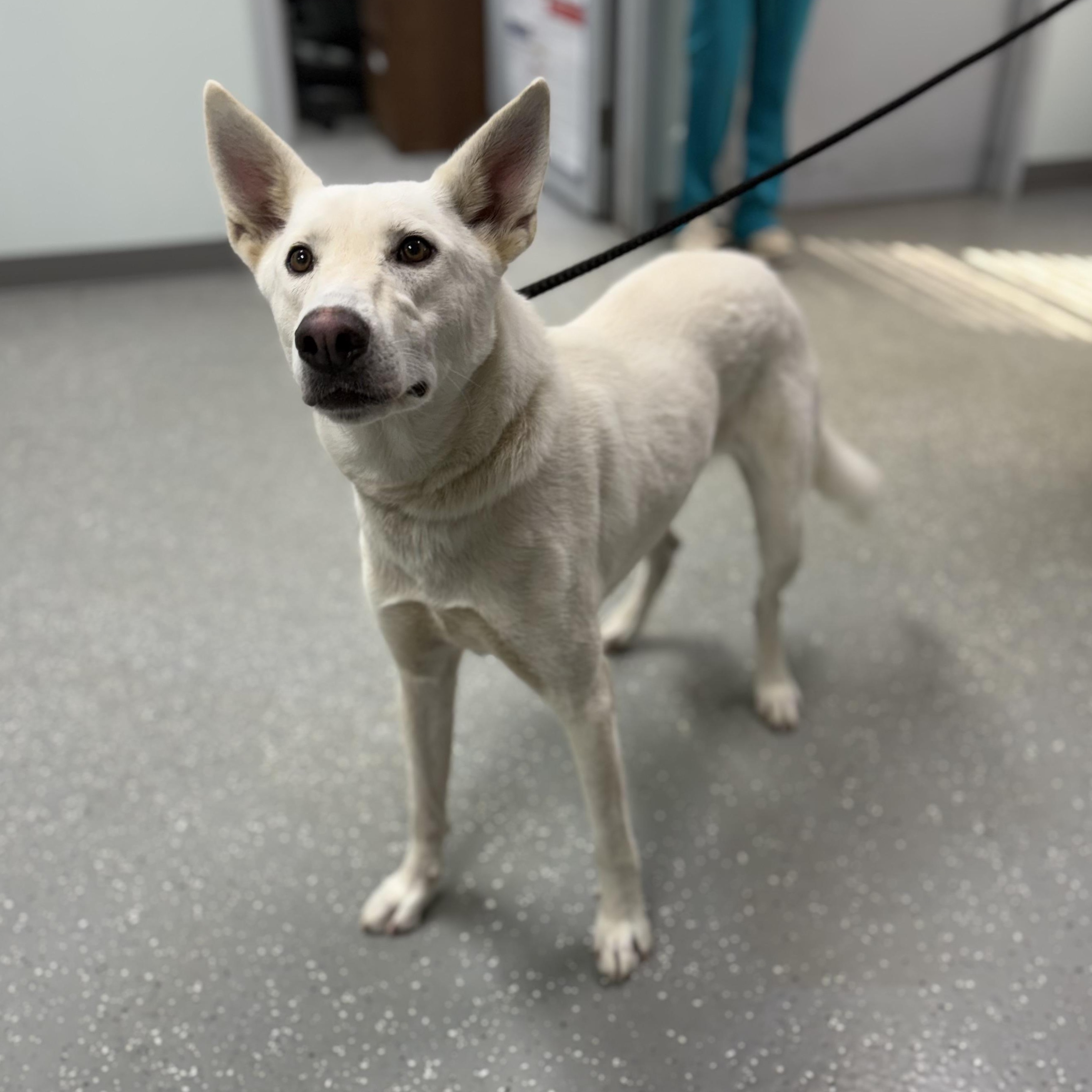 Enlarge Ghost, a Adoptable mixed breed in Bardstown, KY image 5/5