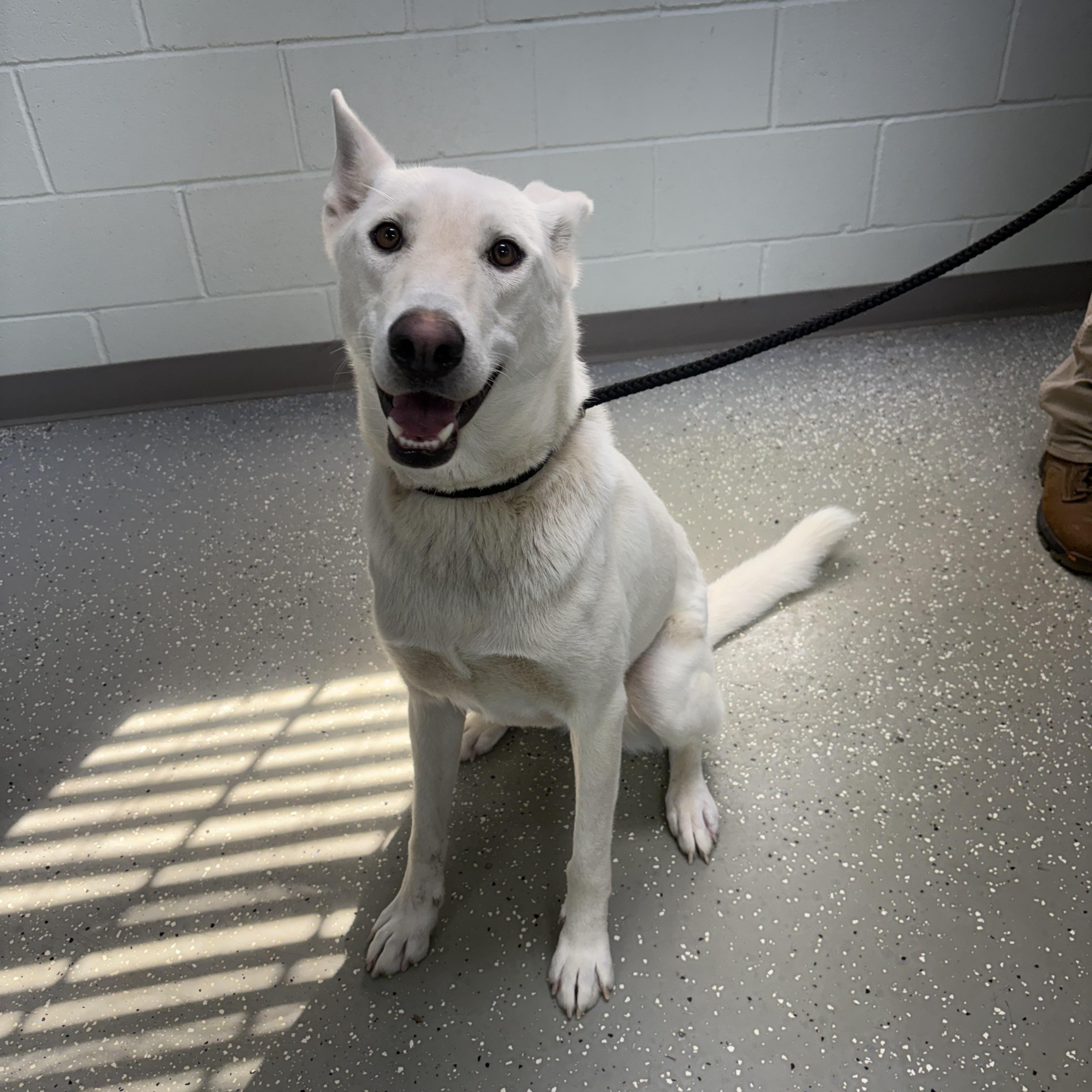 Ghost, Adoptable, Adult Female Shepherd.