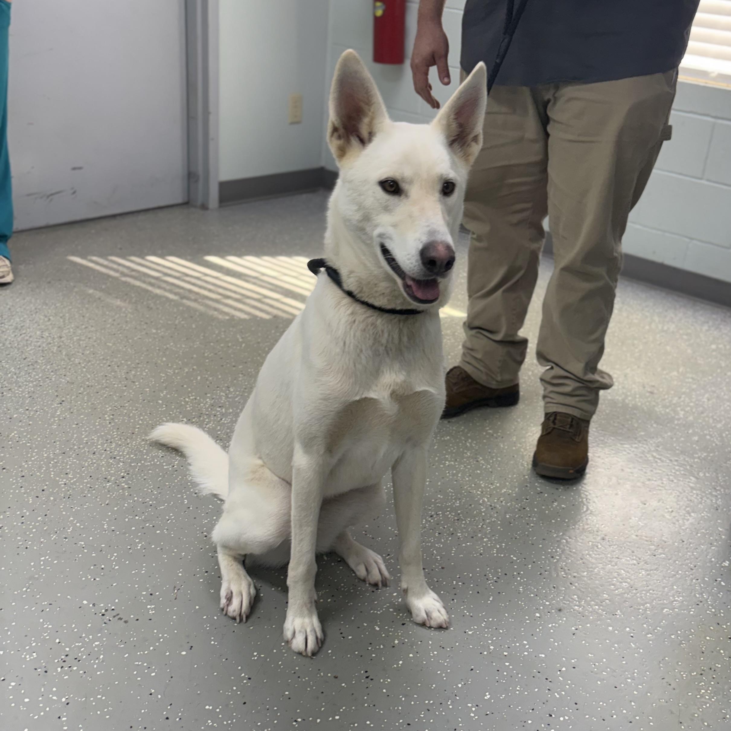 Enlarge Ghost, a Adoptable mixed breed in Bardstown, KY image 2/5