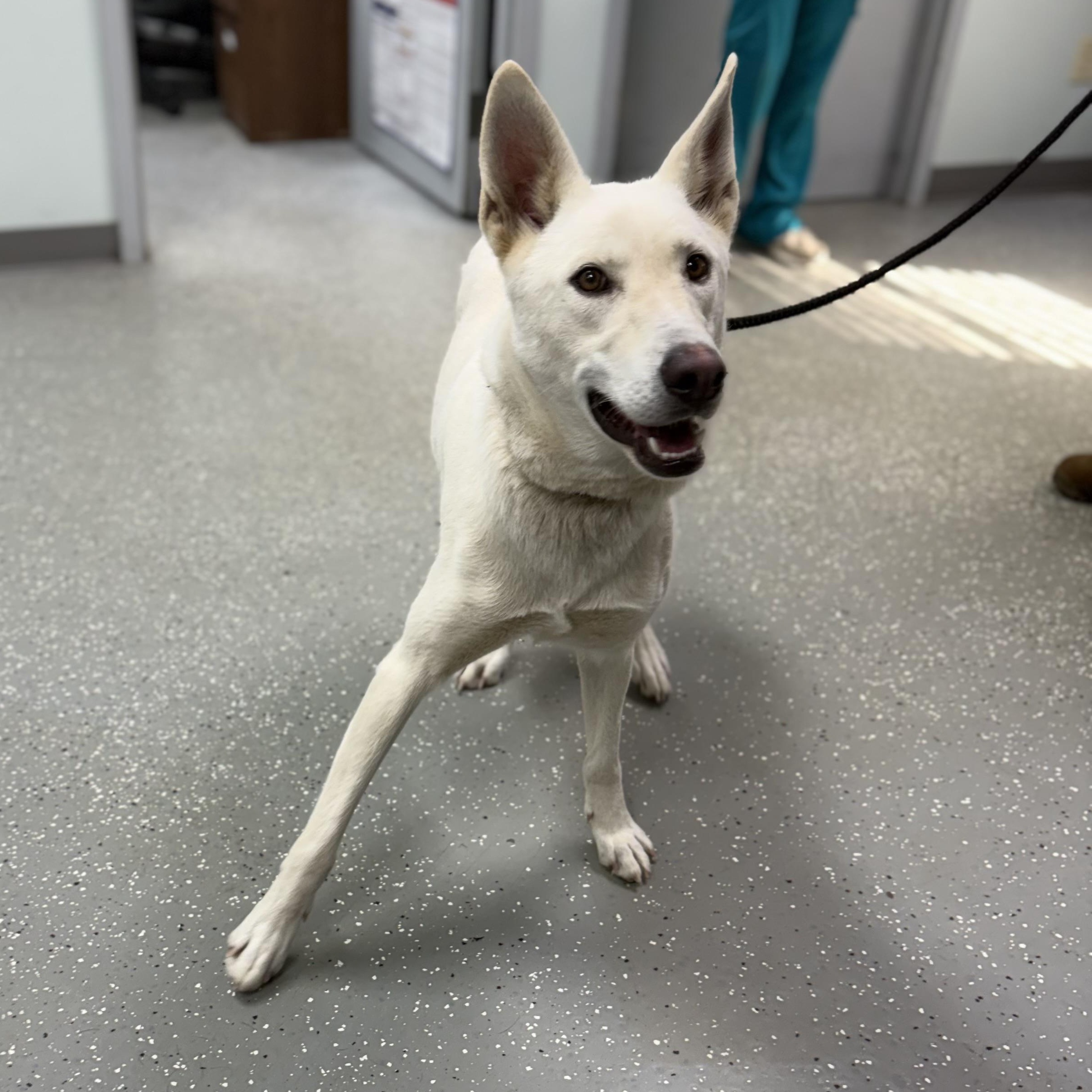 Enlarge Ghost, a Adoptable mixed breed in Bardstown, KY image 3/5
