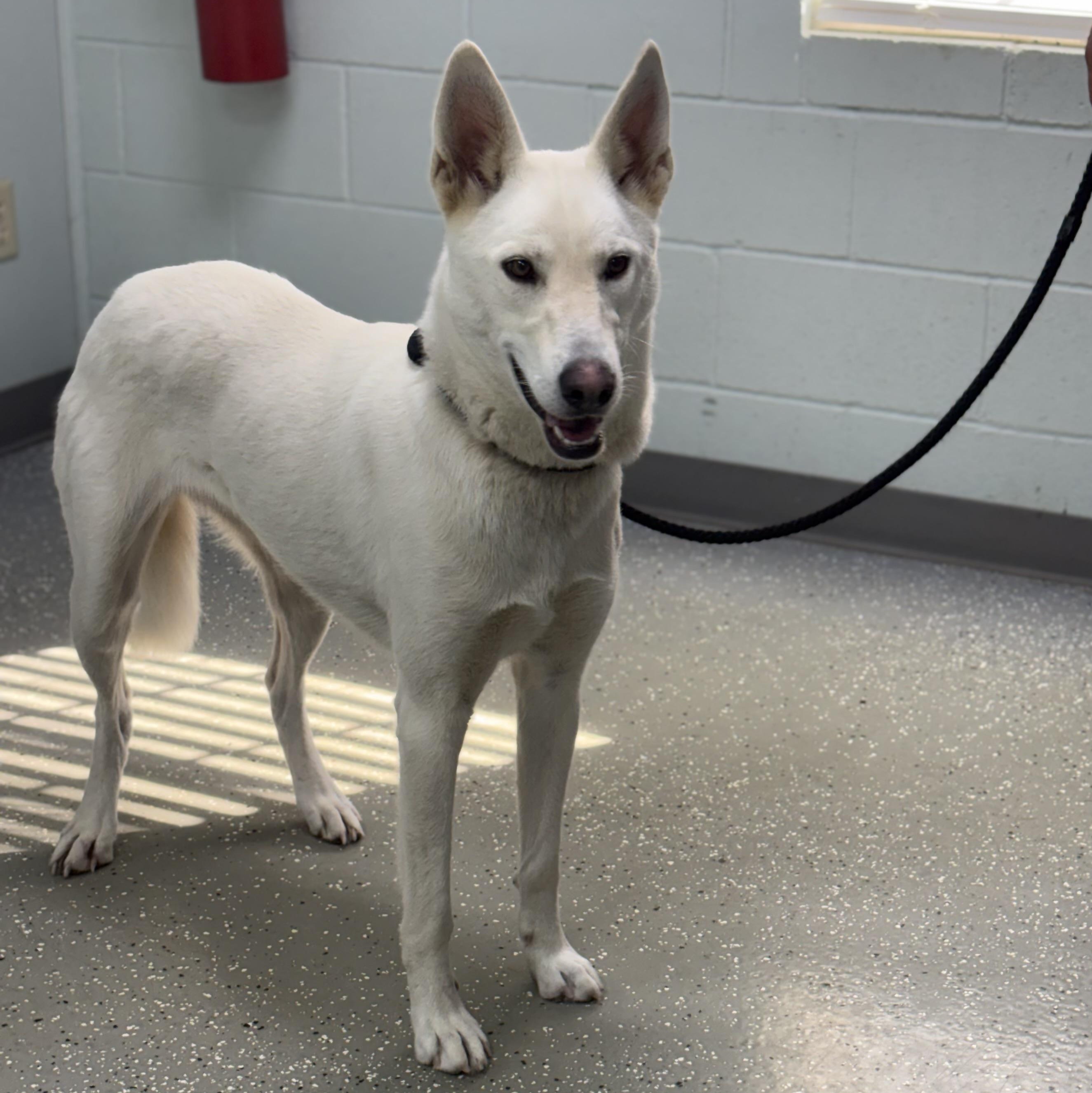 Enlarge Ghost, a Adoptable mixed breed in Bardstown, KY image 4/5