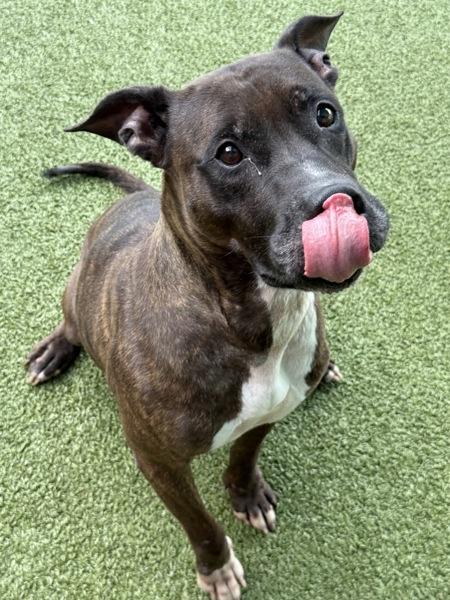 Linda, Adoptable, Adult Female Pit Bull Terrier.