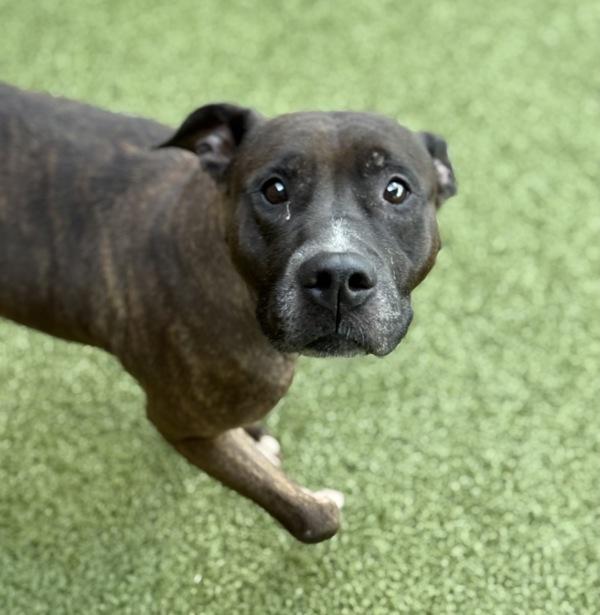 Enlarge Linda, a Adoptable mixed breed in Canton, GA image 2/2