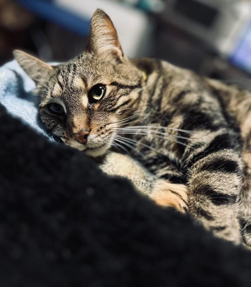 Enlarge Tigger, a Adoptable Domestic Medium Hair in Salem, OH image 3/5