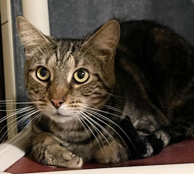 Tigger, Adoptable, Adult Male Domestic Medium Hair.