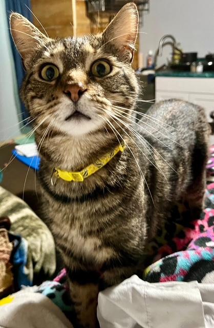 Enlarge Tigger, a Adoptable Domestic Medium Hair in Salem, OH image 2/5