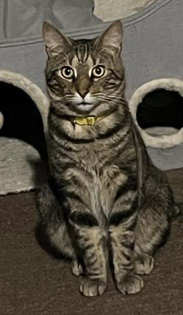 Enlarge Tigger, a Adoptable Domestic Medium Hair in Salem, OH image 4/5