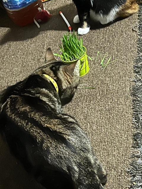 Enlarge Tigger, a Adoptable Domestic Medium Hair in Salem, OH image 5/5