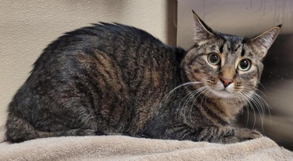 Enlarge Jackie Chan, a Adoptable mixed breed in Vancouver, WA image 1/1