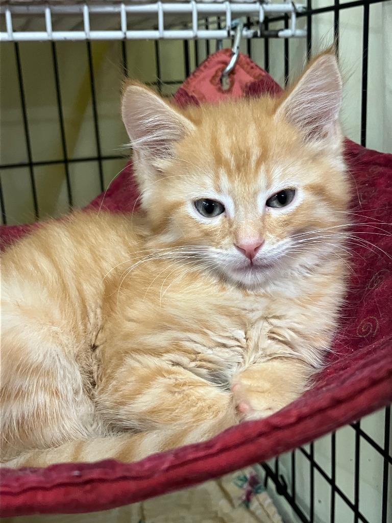 Enlarge Sunny, a Adoptable mixed breed in Lunenburg, MA image 1/1