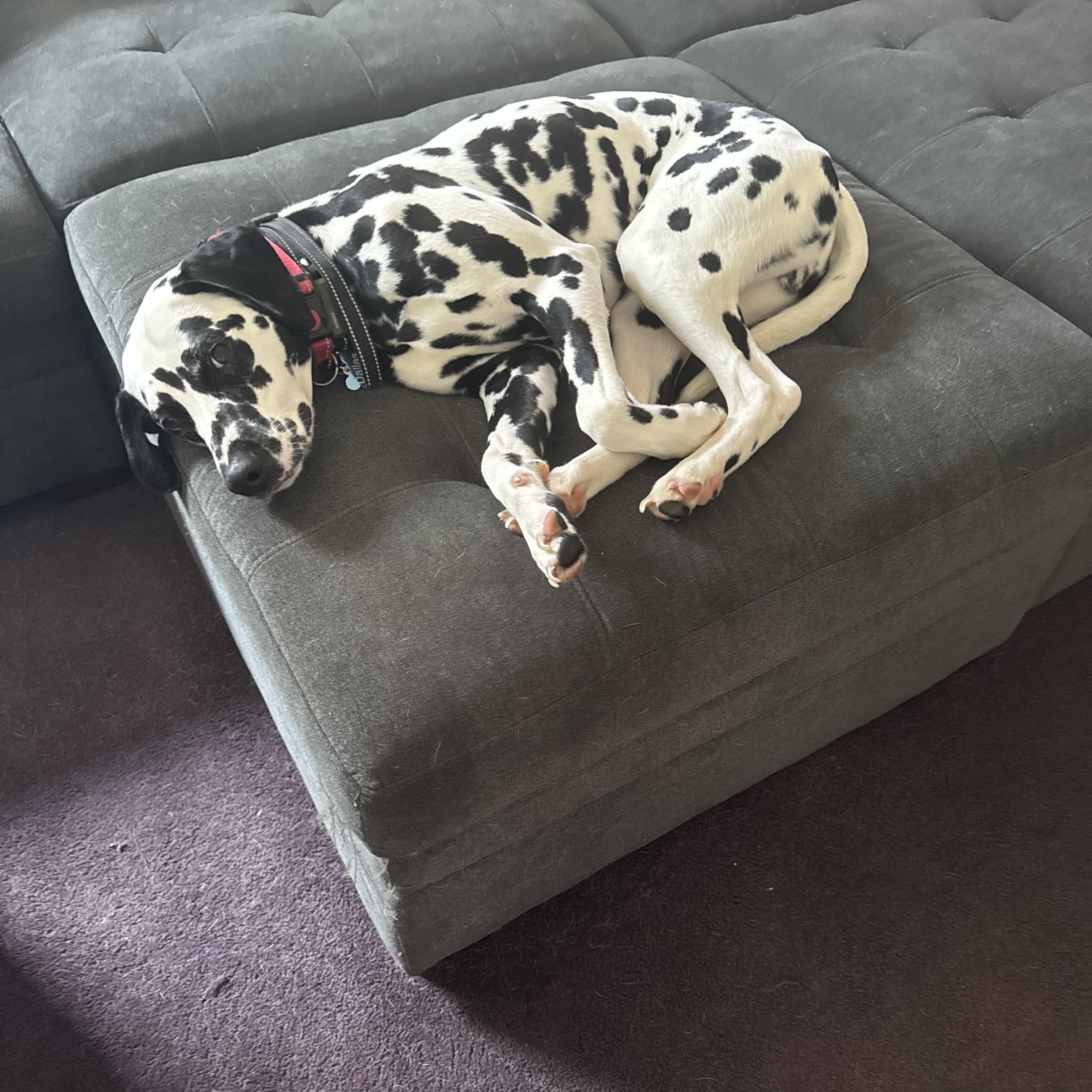 Enlarge Dallas-ADOPTION PENDING, an adopted Dalmatian in Springfield, MA image 4/6
