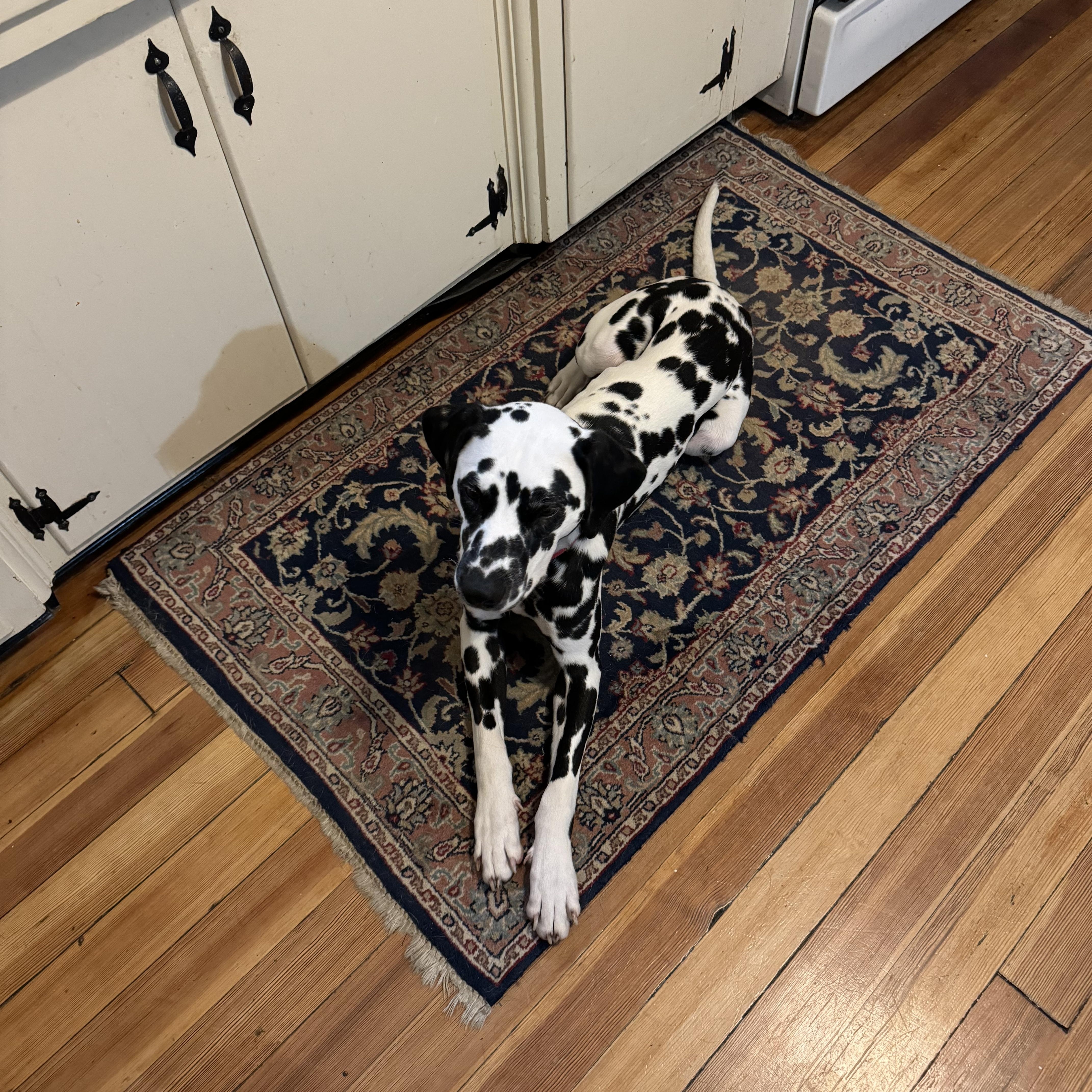 Enlarge Dallas-ADOPTION PENDING, an adopted Dalmatian in Springfield, MA image 6/6