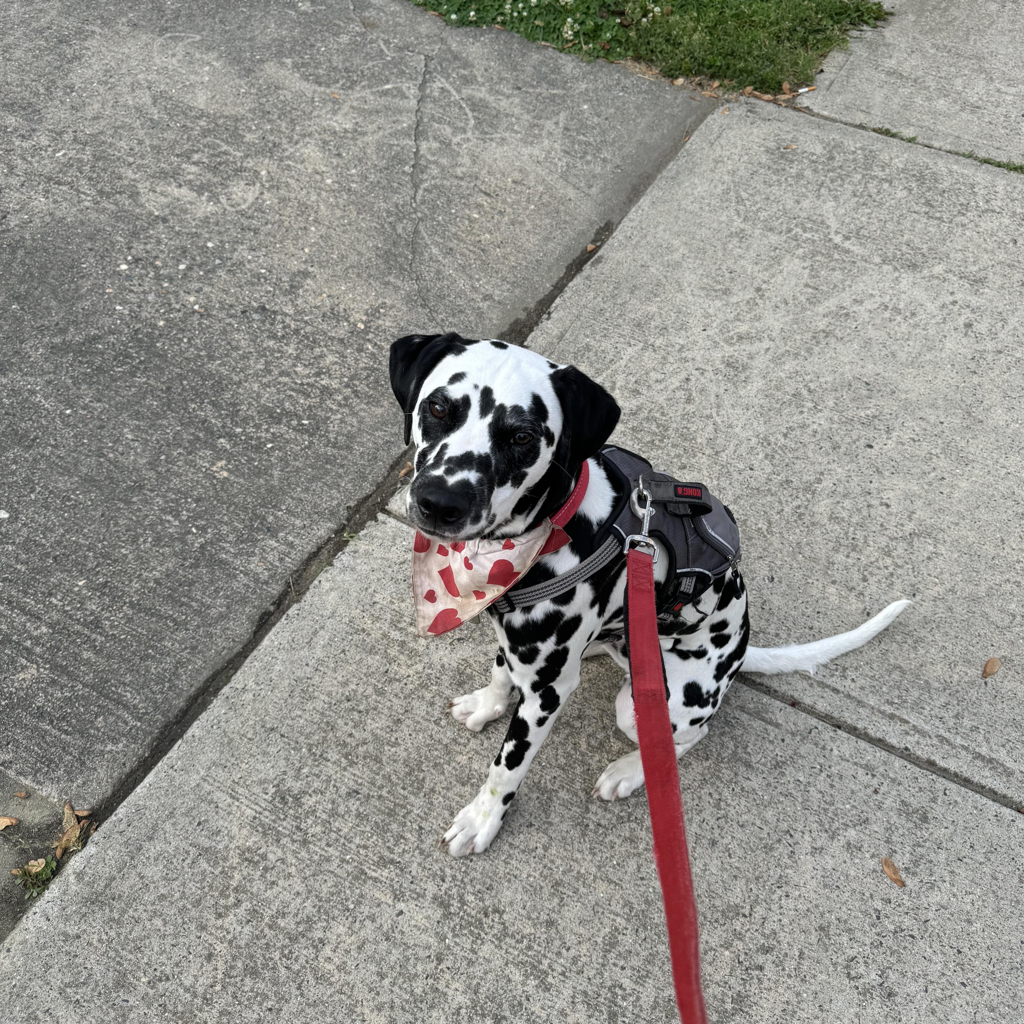 Enlarge Dallas-ADOPTION PENDING, an adopted Dalmatian in Springfield, MA image 3/6