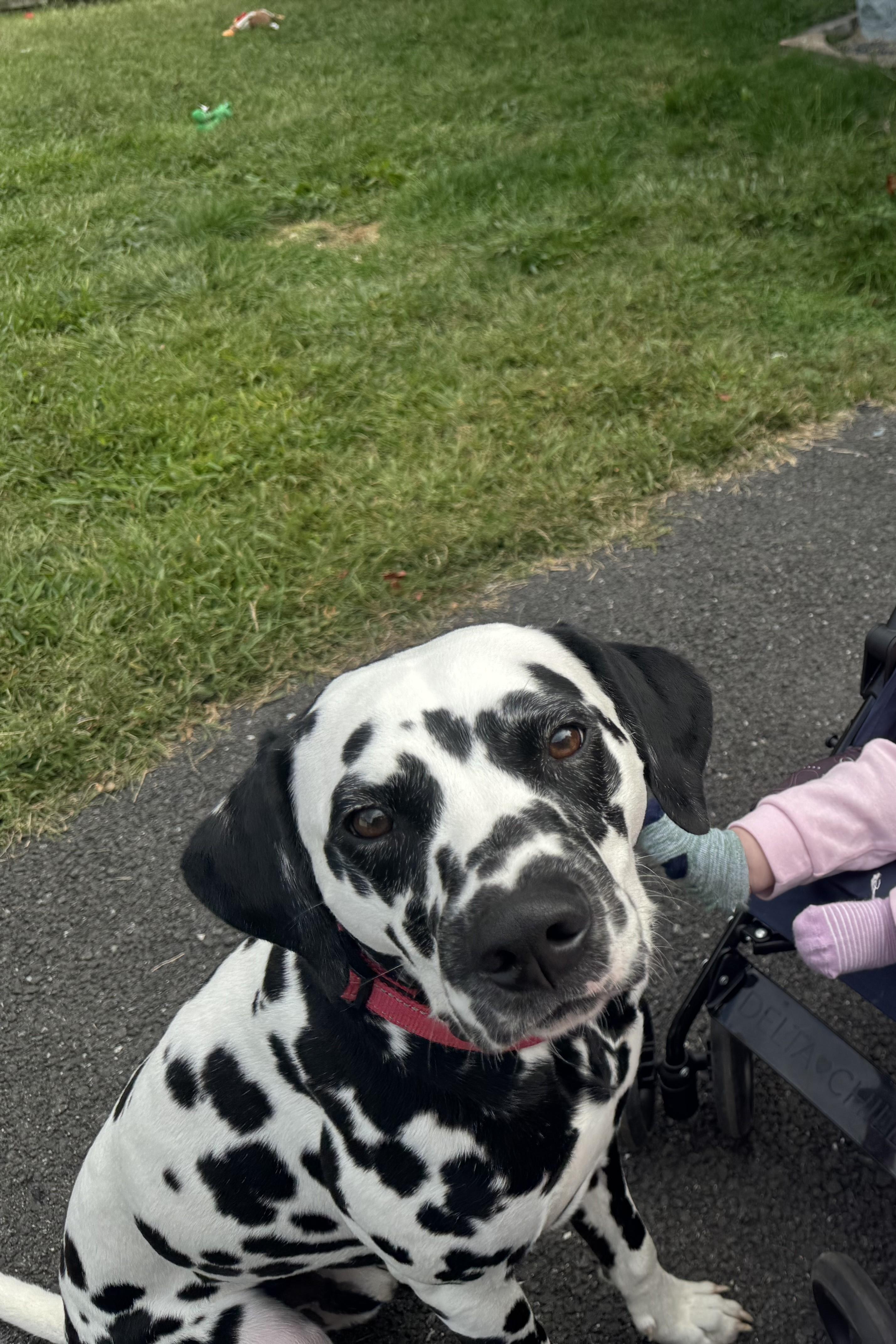 Enlarge Dallas-ADOPTION PENDING, an adopted Dalmatian in Springfield, MA image 1/6