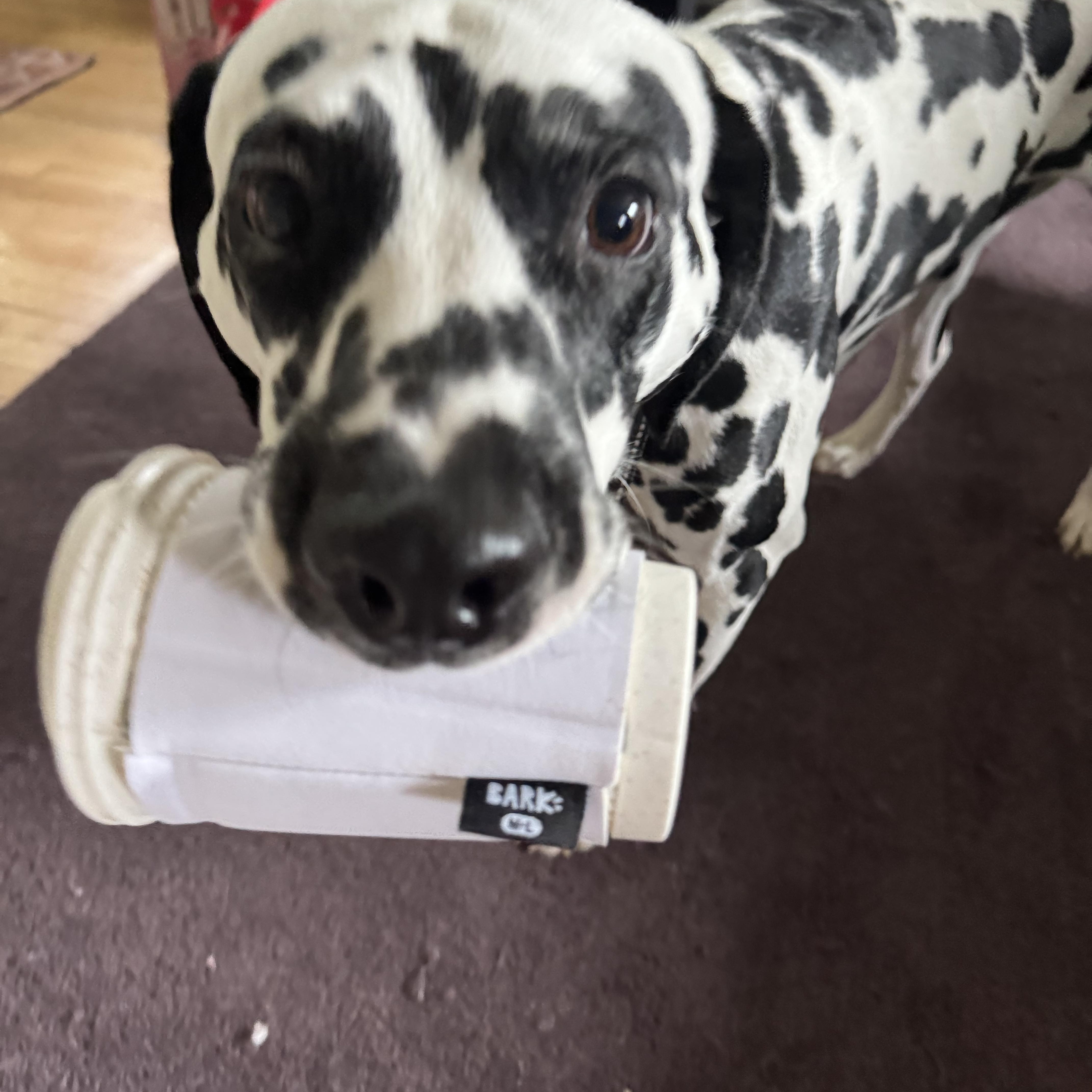 Enlarge Dallas-ADOPTION PENDING, an adopted Dalmatian in Springfield, MA image 5/6