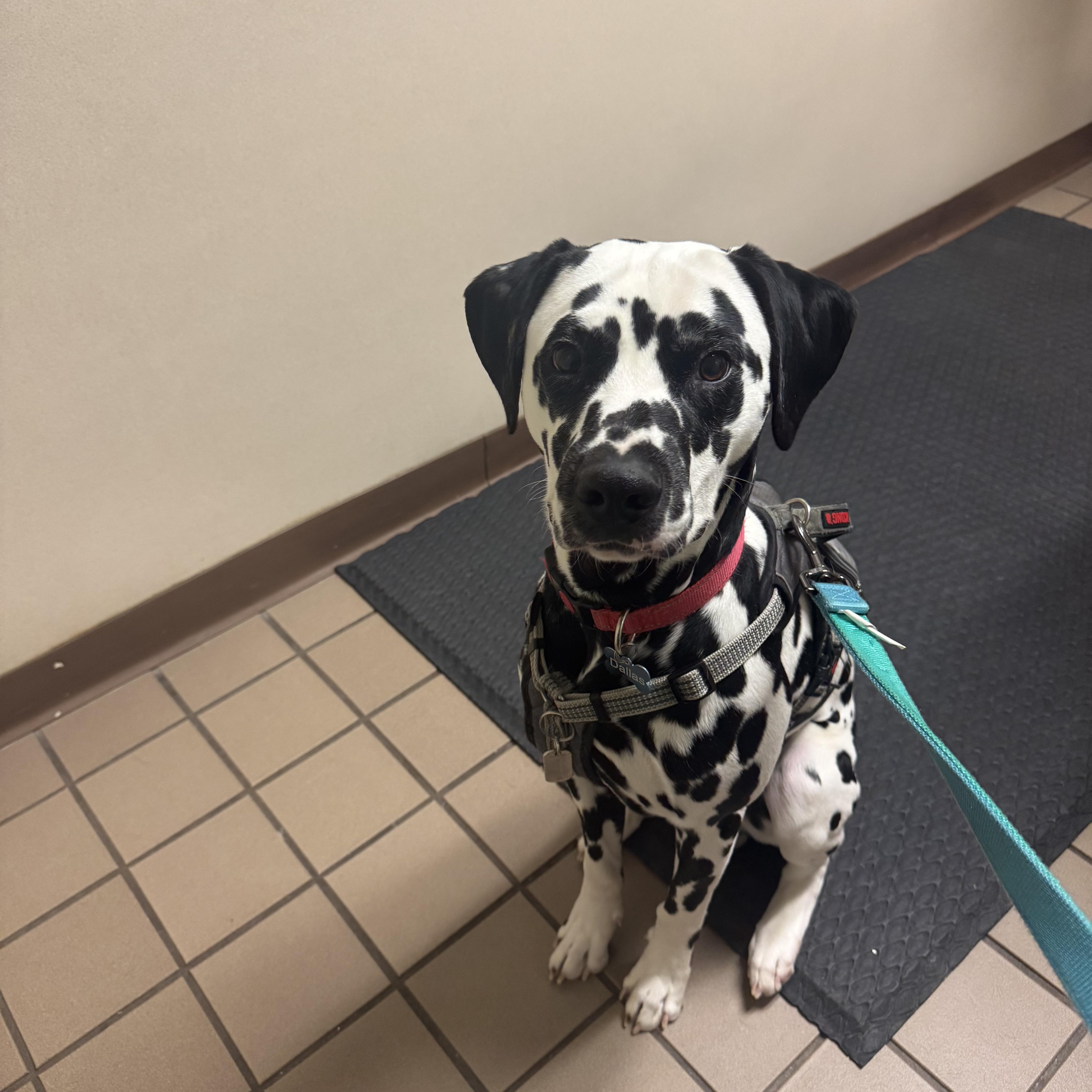Enlarge Dallas-ADOPTION PENDING, an adopted Dalmatian in Springfield, MA image 2/6