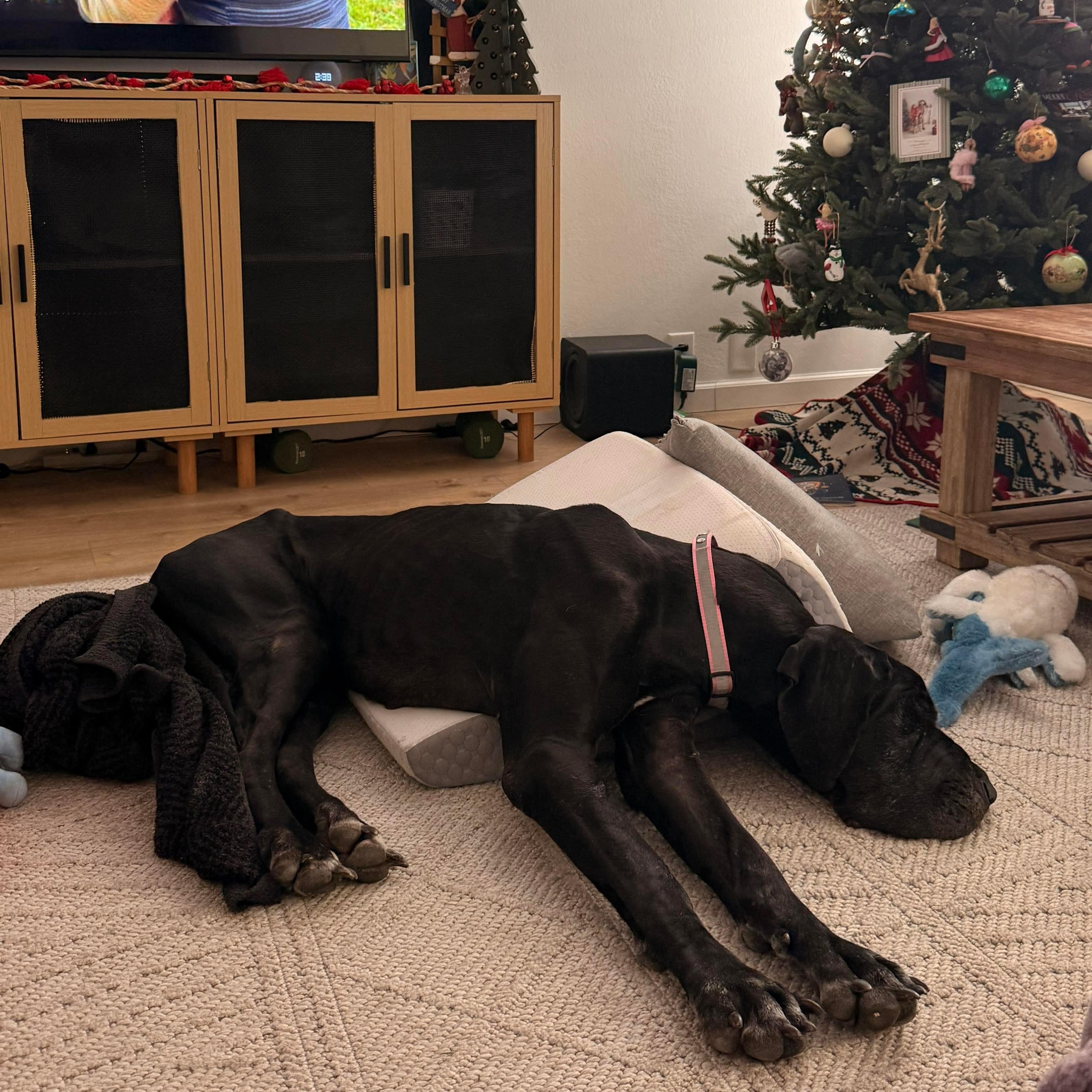 Enlarge Abby, a ADOPTABLE Great Dane in Cedar Park, TX image 2/3