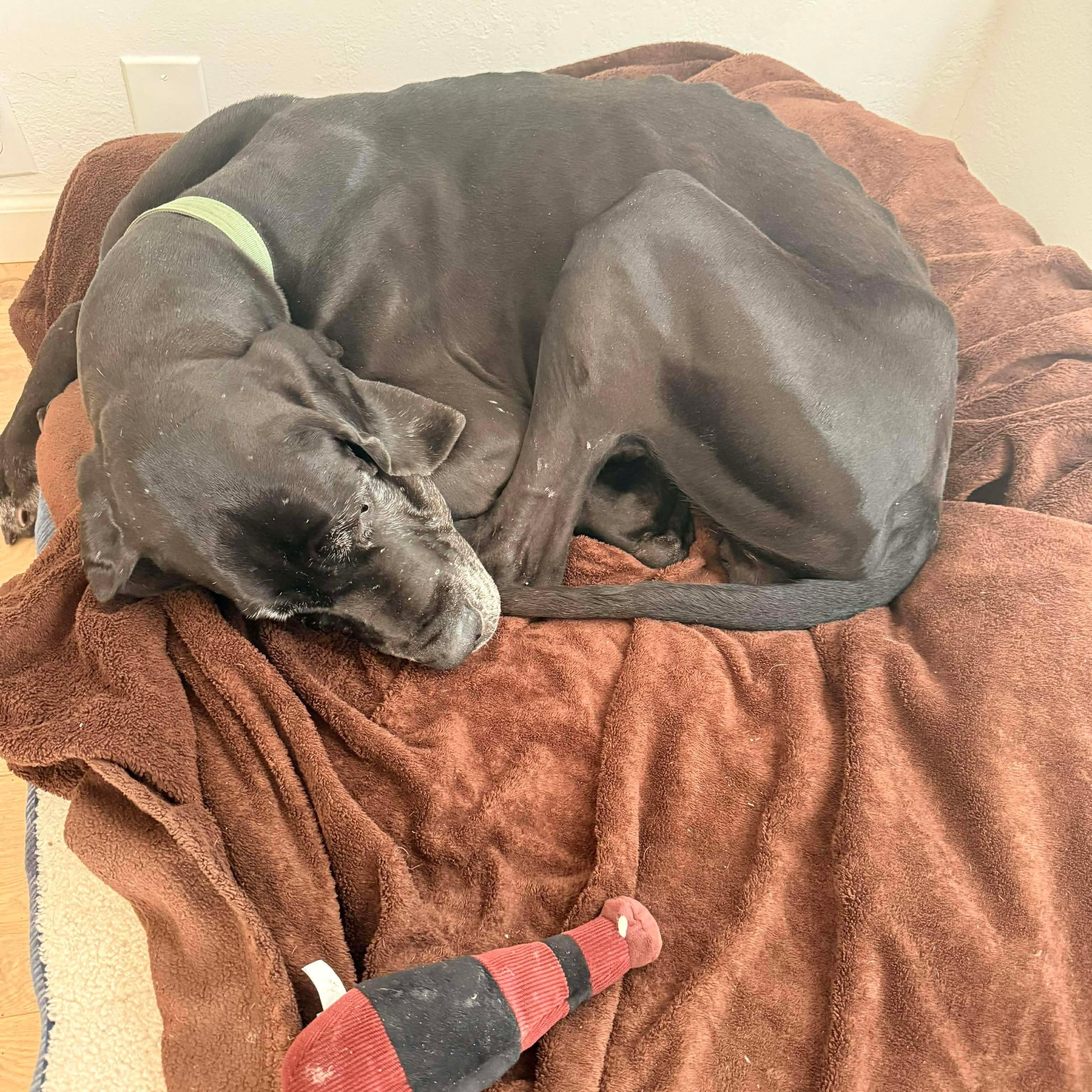 Enlarge Abby, a ADOPTABLE Great Dane in Cedar Park, TX image 3/3
