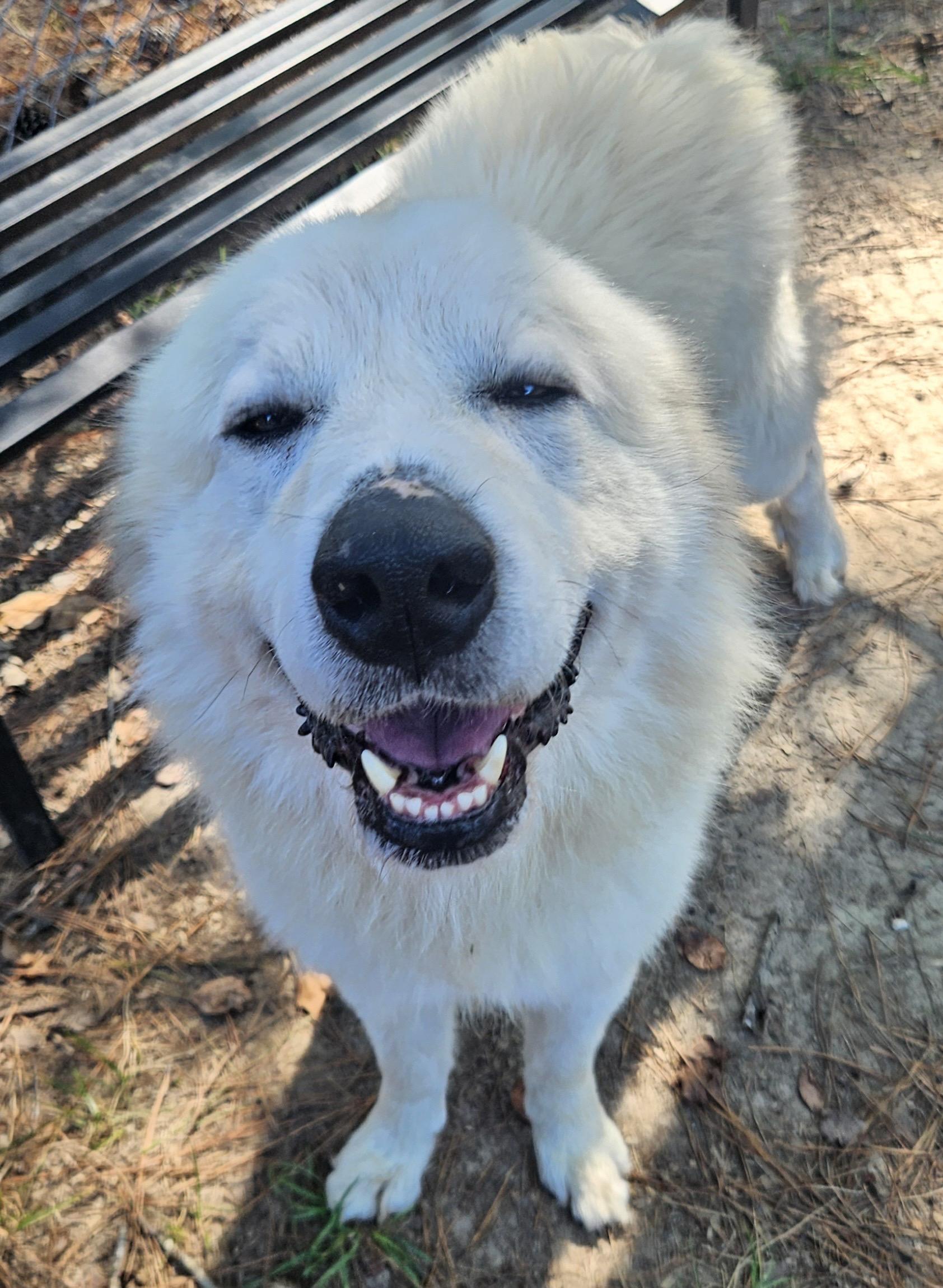 Drogo, an adopted Great Pyrenees in Heathsville, VA image 3/3