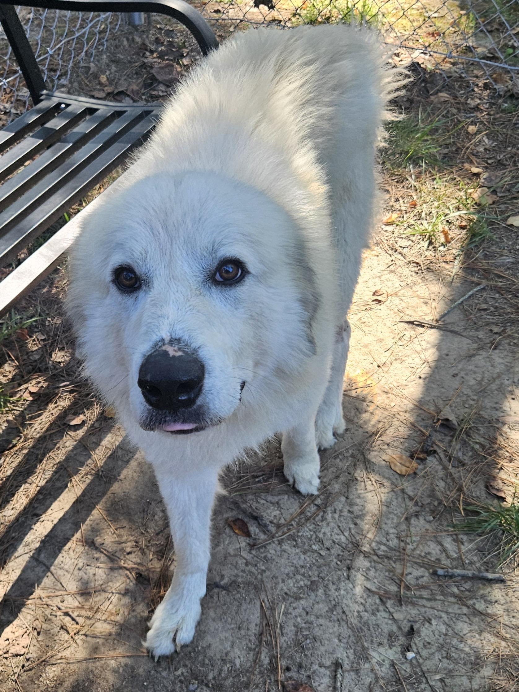Drogo, an adopted Great Pyrenees in Heathsville, VA image 2/3
