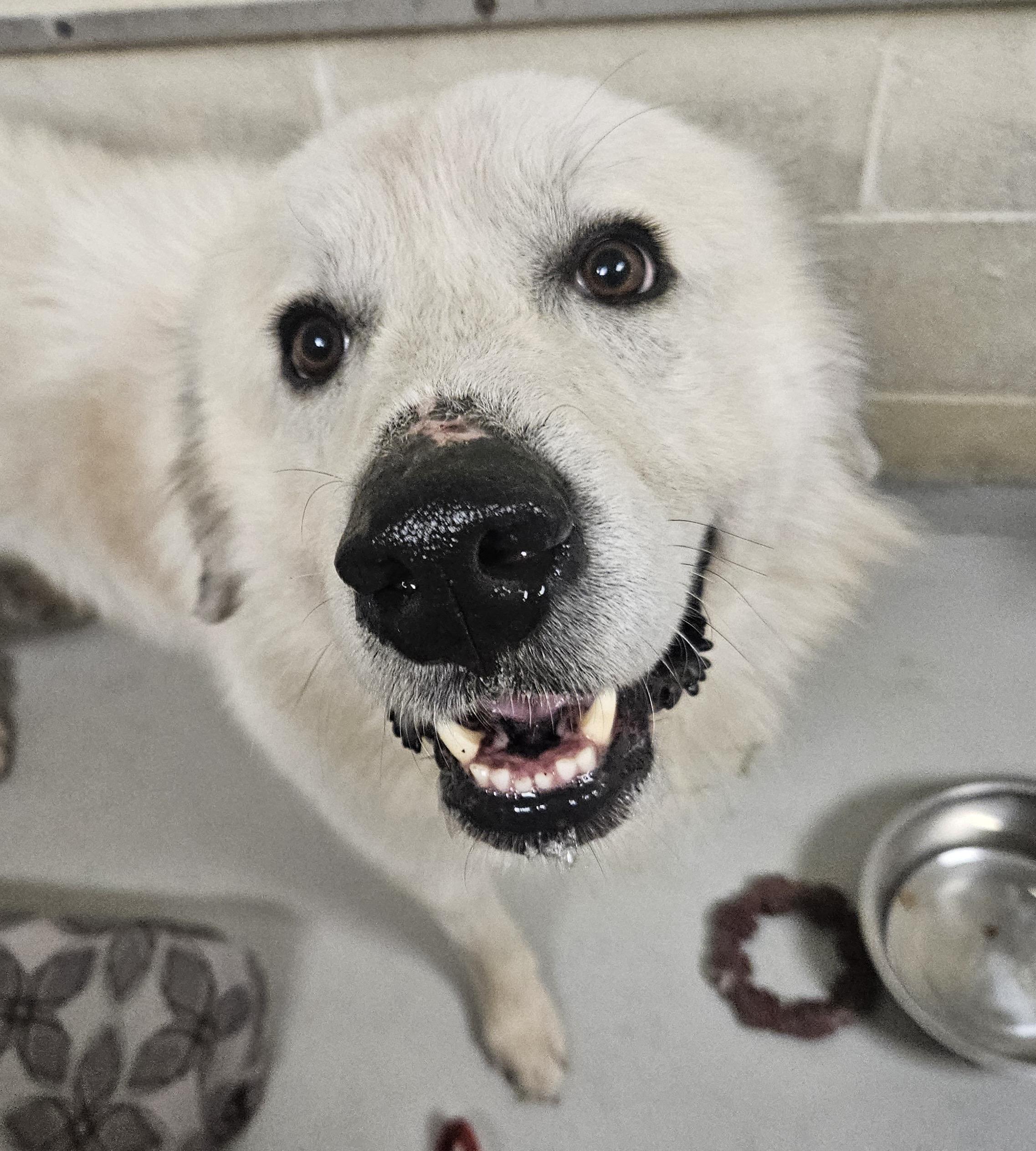 Drogo, ADOPTABLE, Adult Male Great Pyrenees.