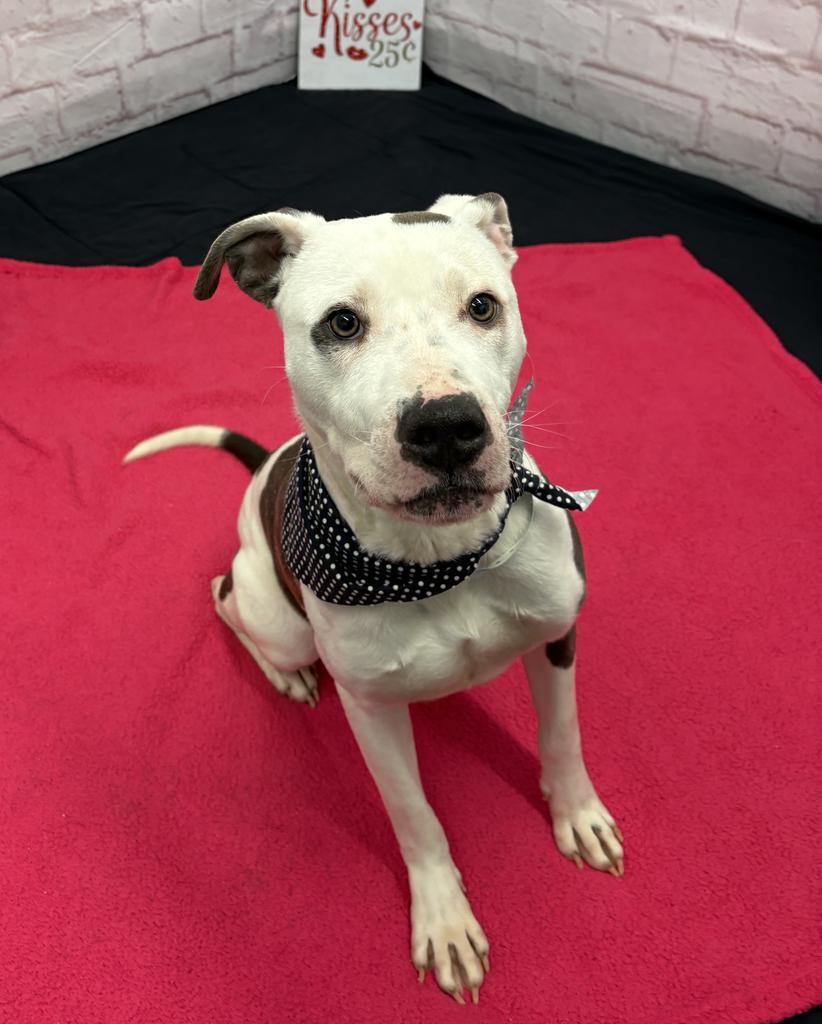 Enlarge Sizzle, a Adoptable mixed breed in Detroit, MI image 1/6