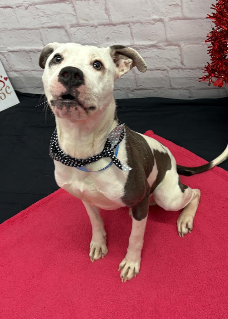 Enlarge Sizzle, a Adoptable mixed breed in Detroit, MI image 2/6