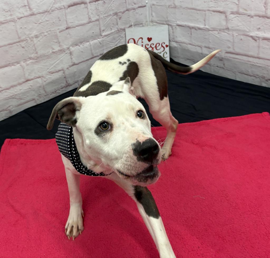 Enlarge Sizzle, a Adoptable mixed breed in Detroit, MI image 4/6