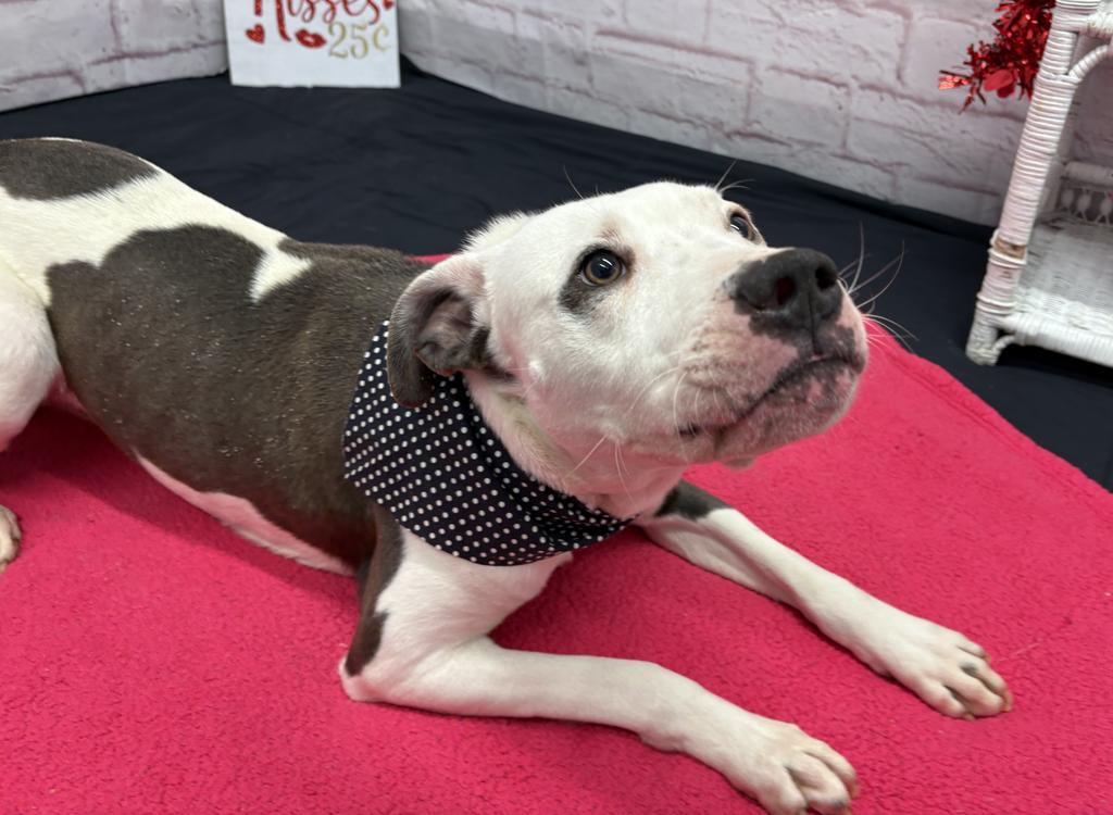 Enlarge Sizzle, a Adoptable mixed breed in Detroit, MI image 5/6