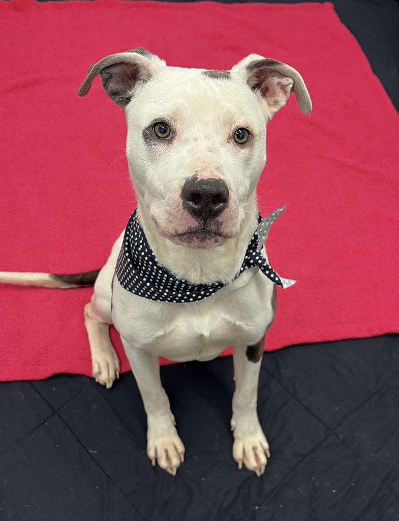 Enlarge Sizzle, a Adoptable mixed breed in Detroit, MI image 6/6