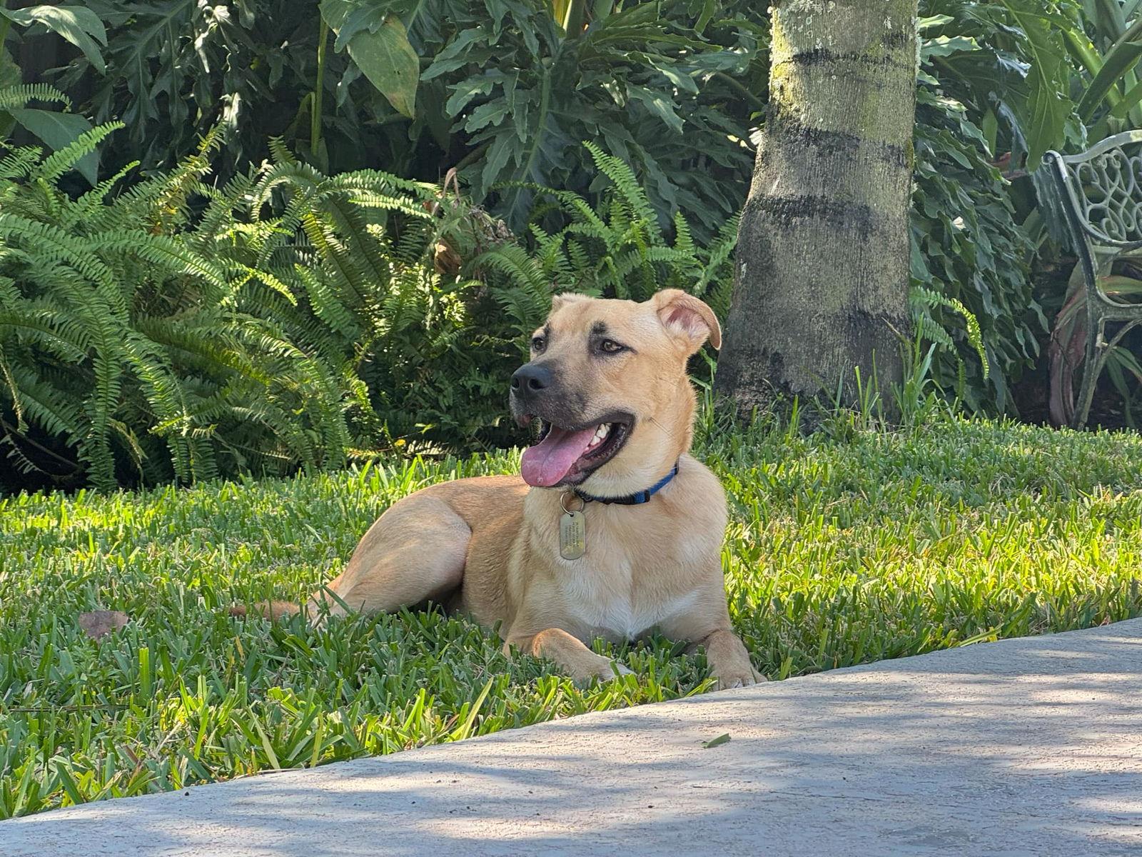 Enlarge Boone, a Adoptable German Shepherd Dog in Ponte Vedra, FL image 1/3