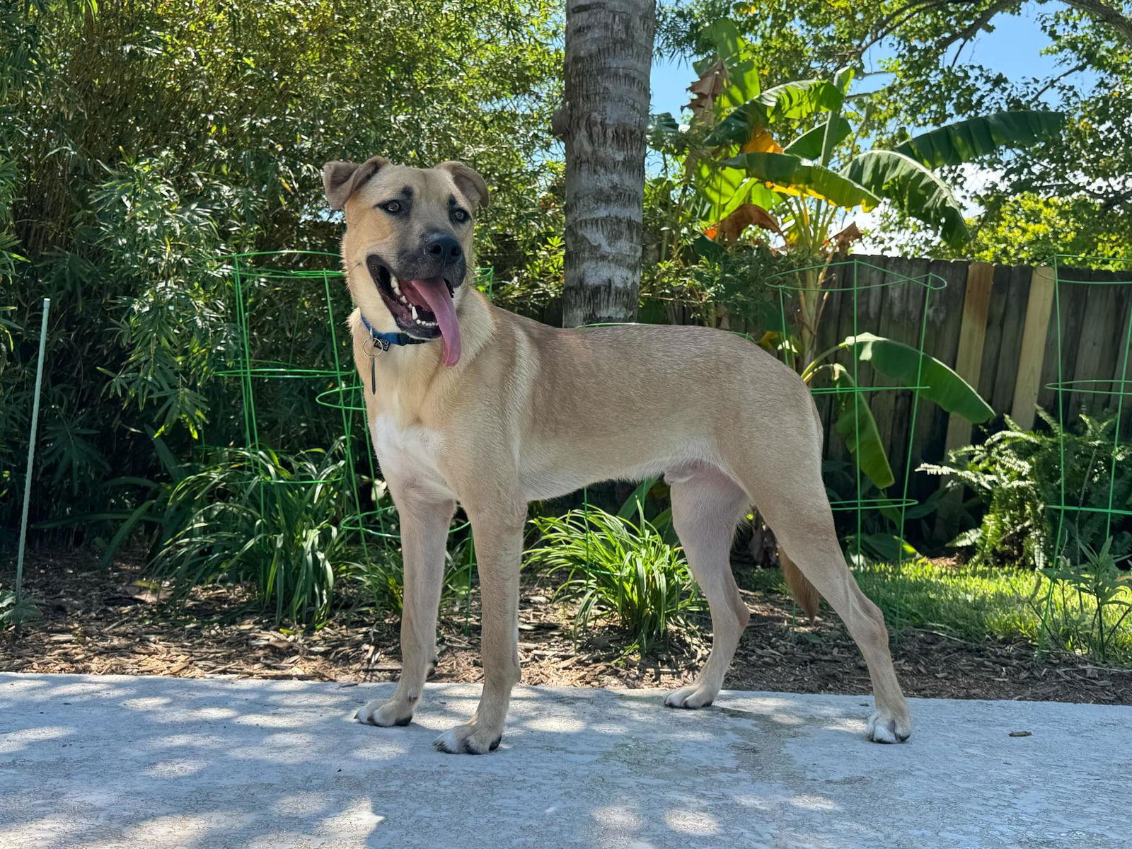 Enlarge Boone, a Adoptable German Shepherd Dog in Ponte Vedra, FL image 2/3