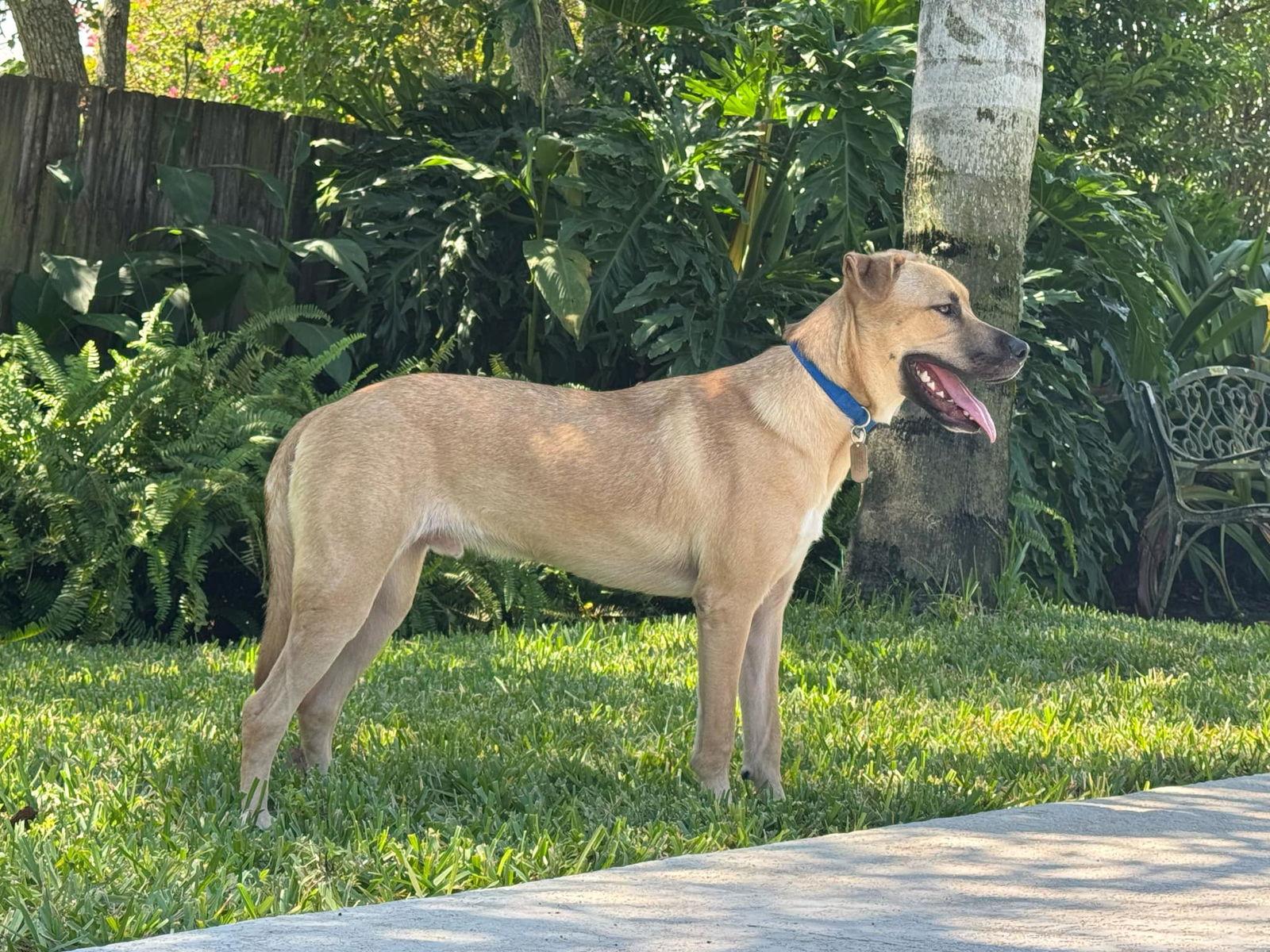 Enlarge Boone, a Adoptable German Shepherd Dog in Ponte Vedra, FL image 3/3