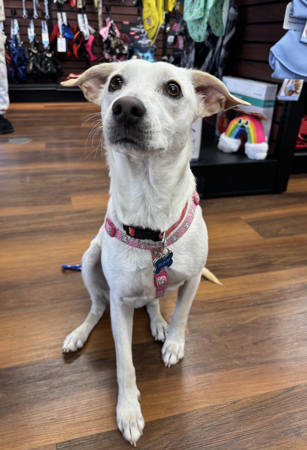 Bianca, an adoptable Terrier in Calgary, AB, T3S 0C5 | Photo Image 1