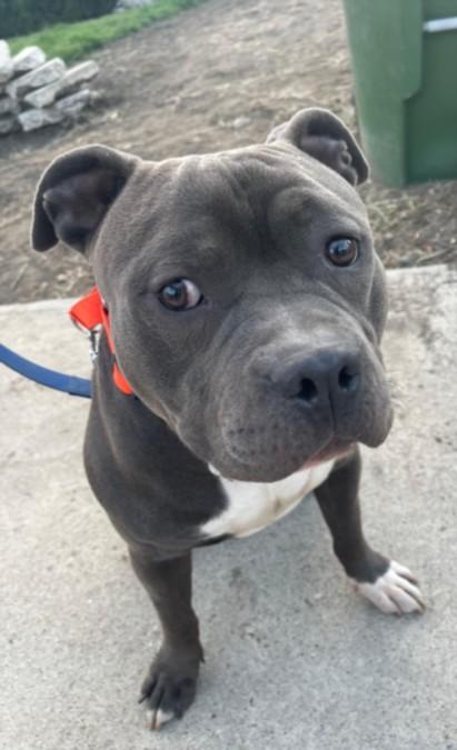 BILL, Adoptable, Young Male Pit Bull Terrier & Mixed Breed.