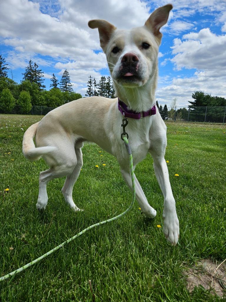 Sunny, a Adoptable mixed breed in Barron, WI image 1/6