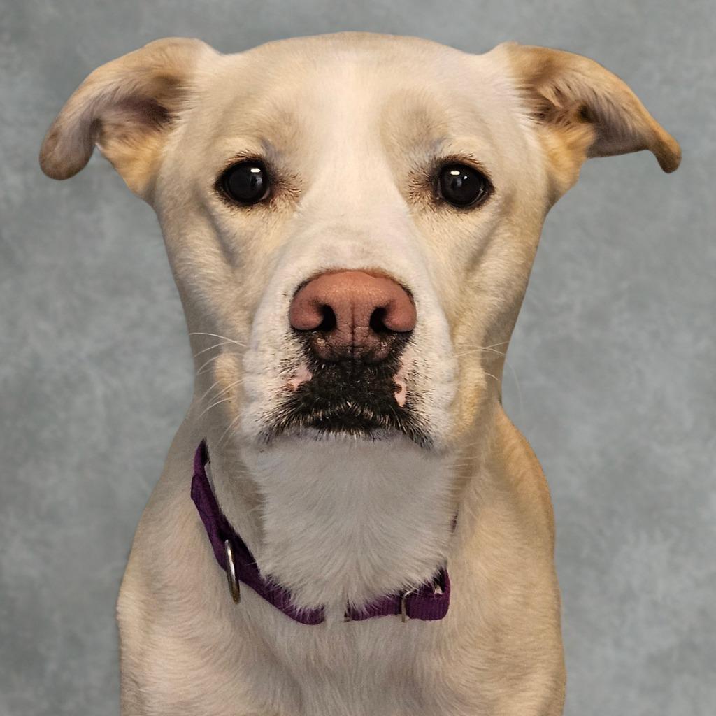 Sunny, a Adoptable mixed breed in Barron, WI image 2/6