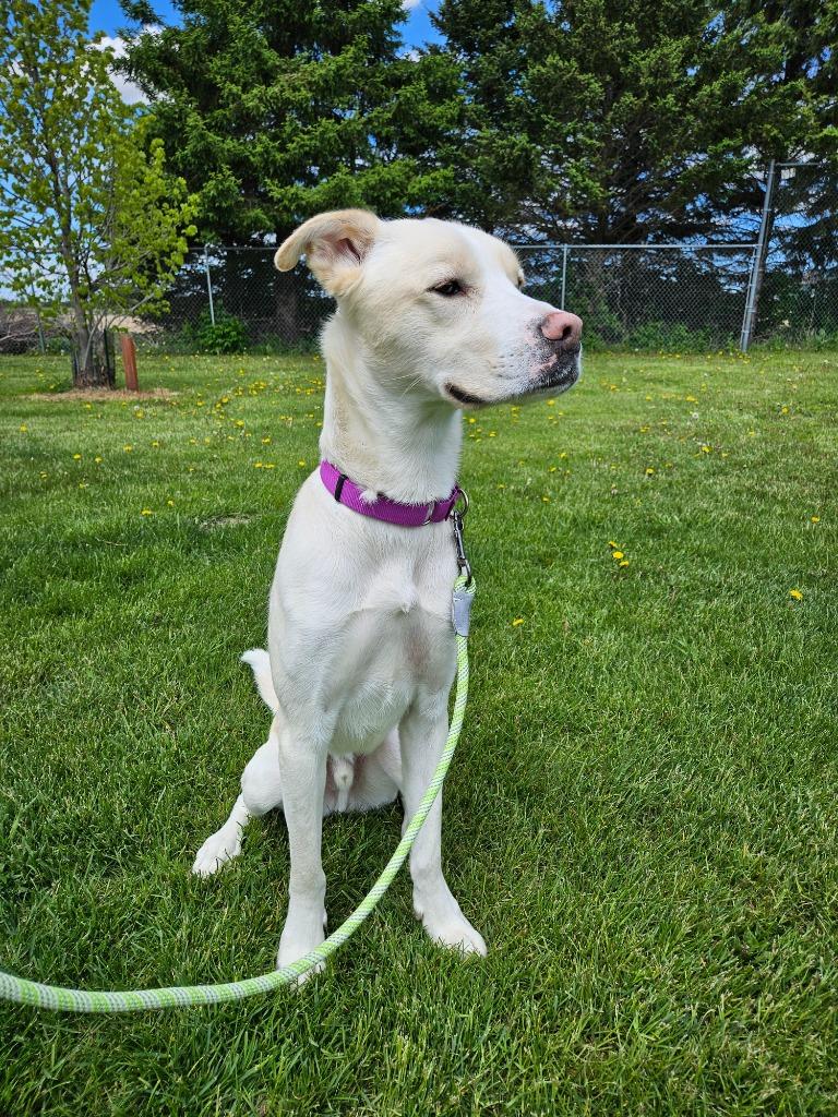 Sunny, a Adoptable mixed breed in Barron, WI image 3/6